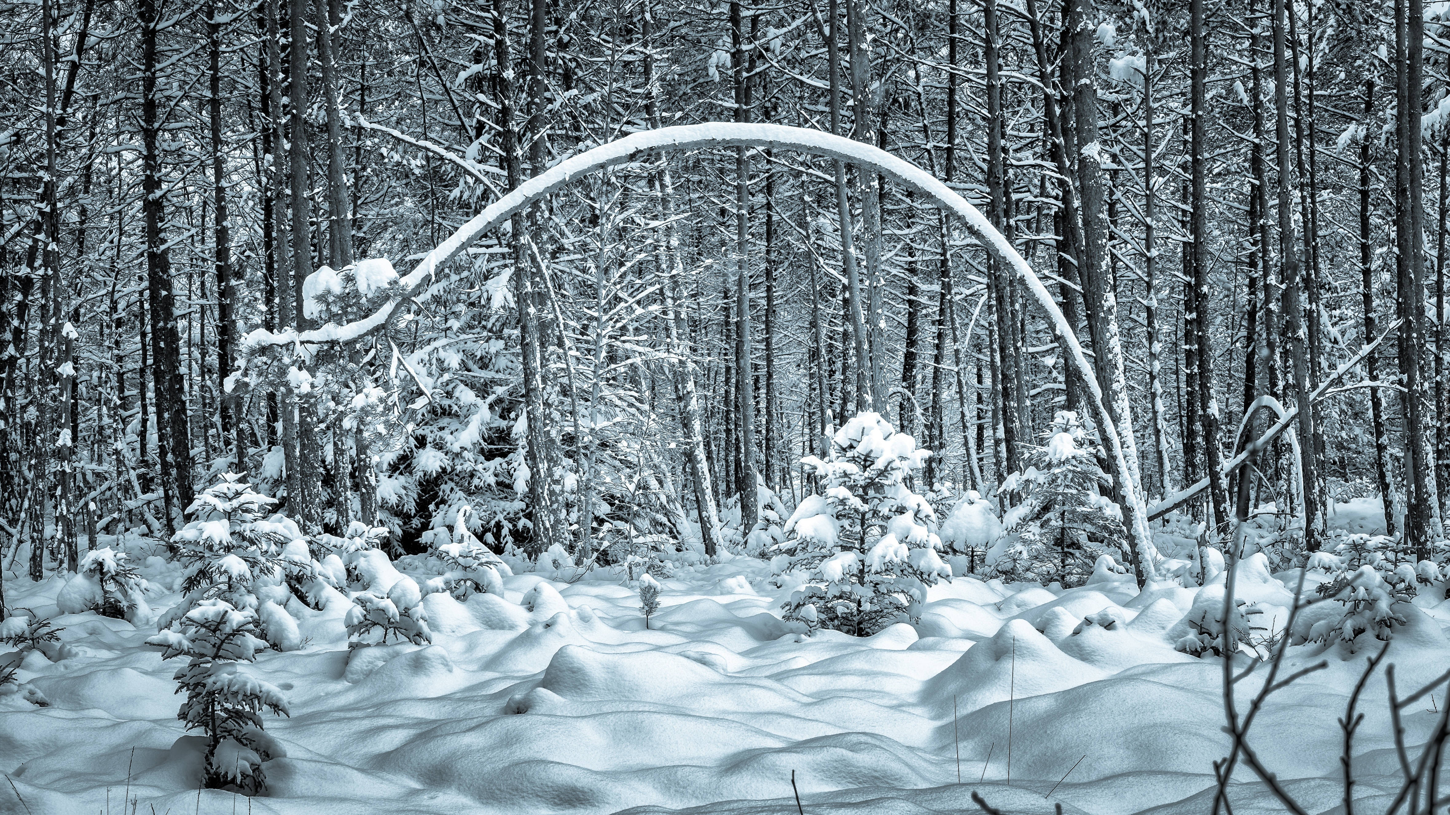 Zima, Ośnieżone Drzewa, Las, Śnieg
