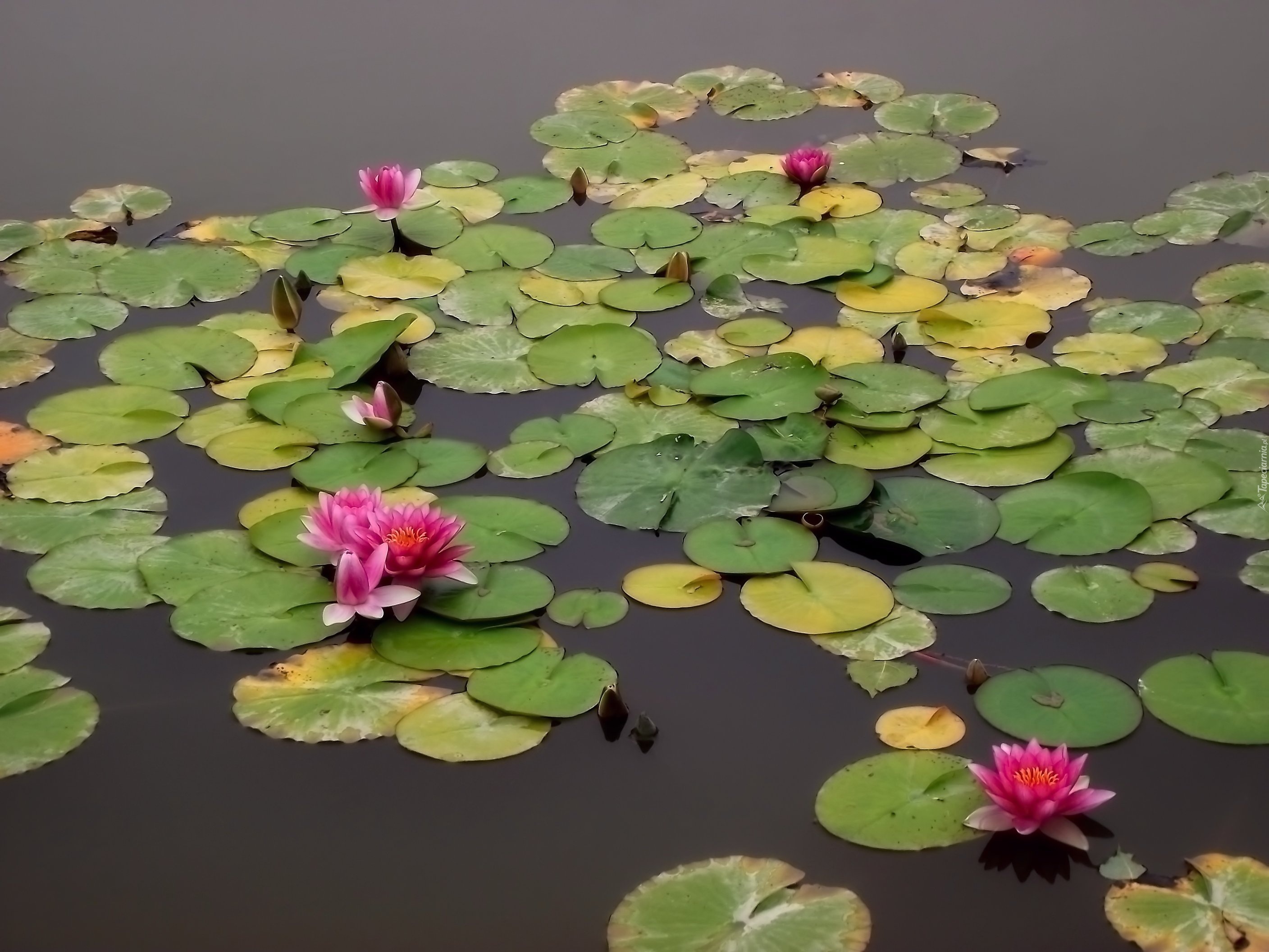 Przyroda, Lilie wodne, Kwiaty