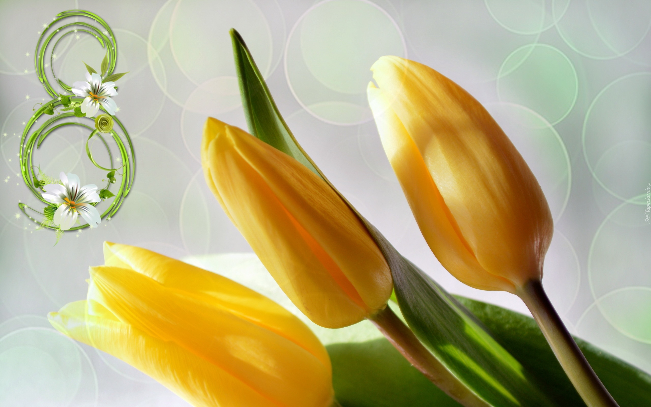 Tulipany, Cyfra, Dzień Kobiet