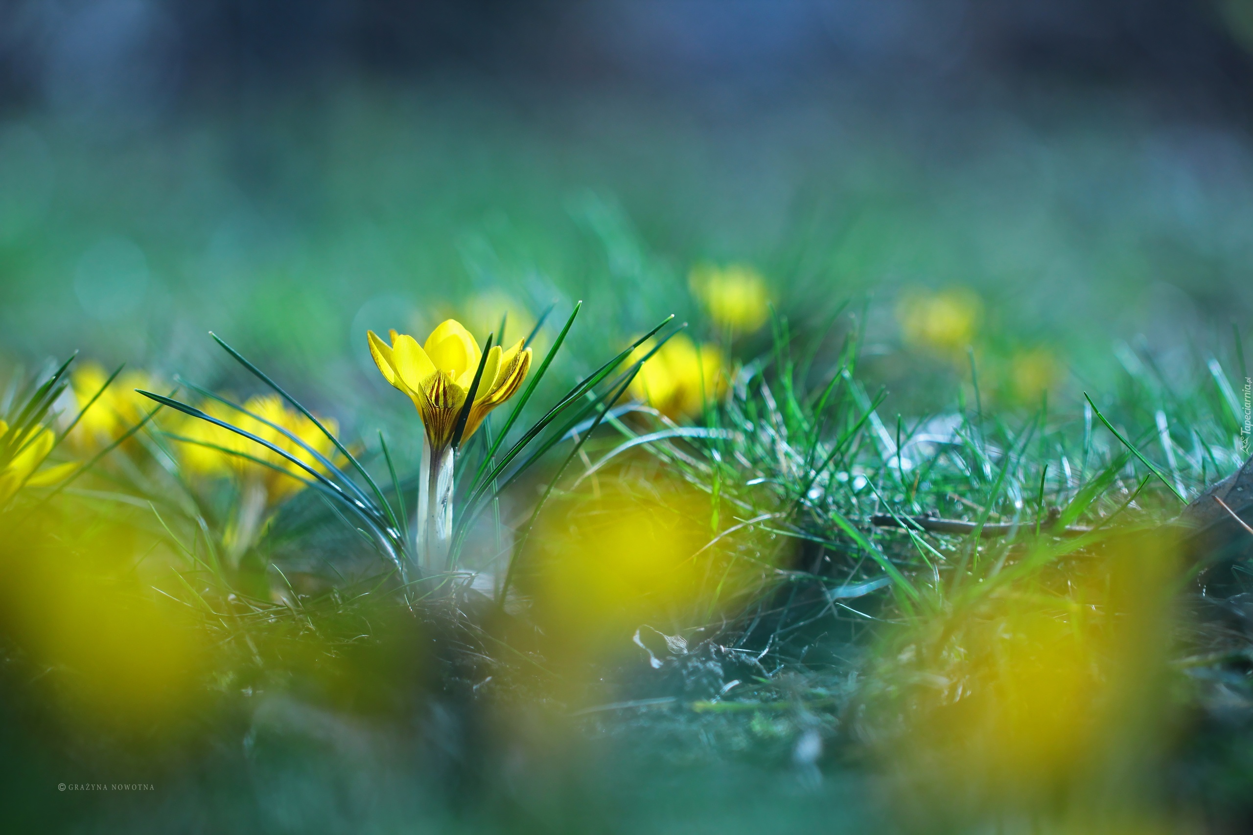 Żółte, Krokusy, Kwiaty, Wiosna