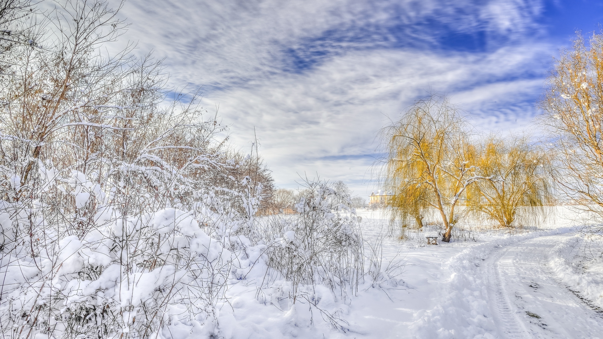 Zima, Droga, Śnieg, Drzewa, Krzewy