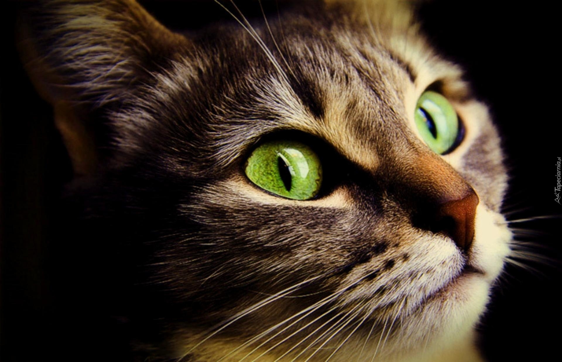Kot, Zielone, Oczy