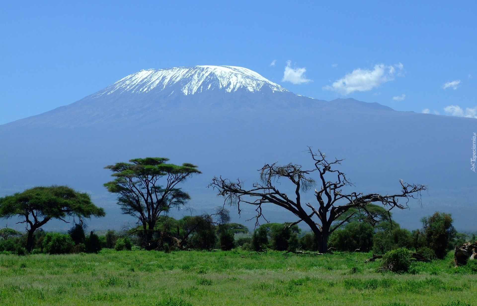Kenia, Góra, Kilimandżaro, Sawanna, Drzewa