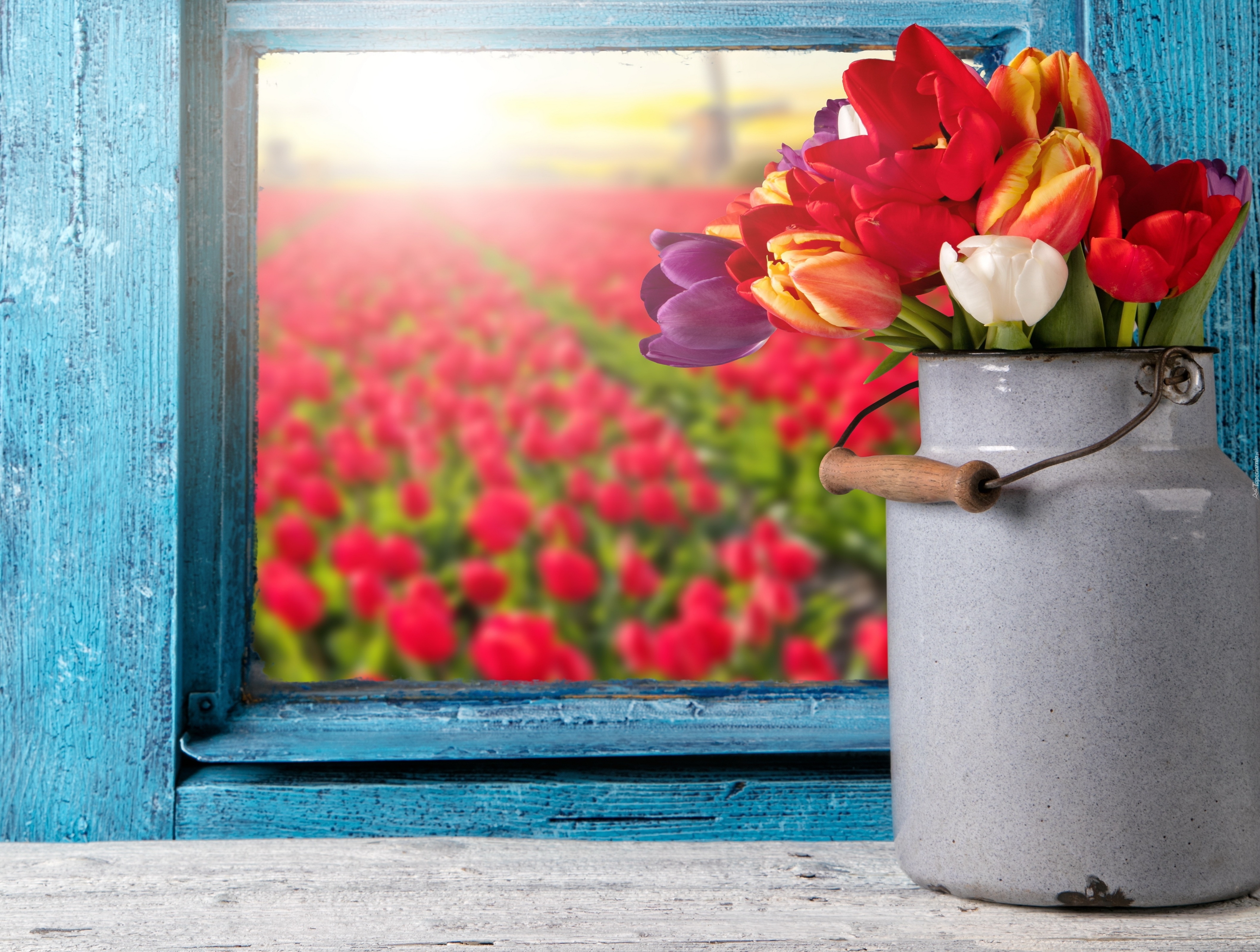 Tulipany, Kwiaty, Okno