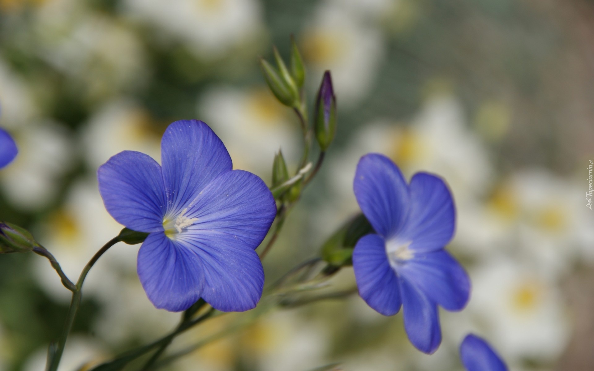 Niebieskie, Kwiaty, Len