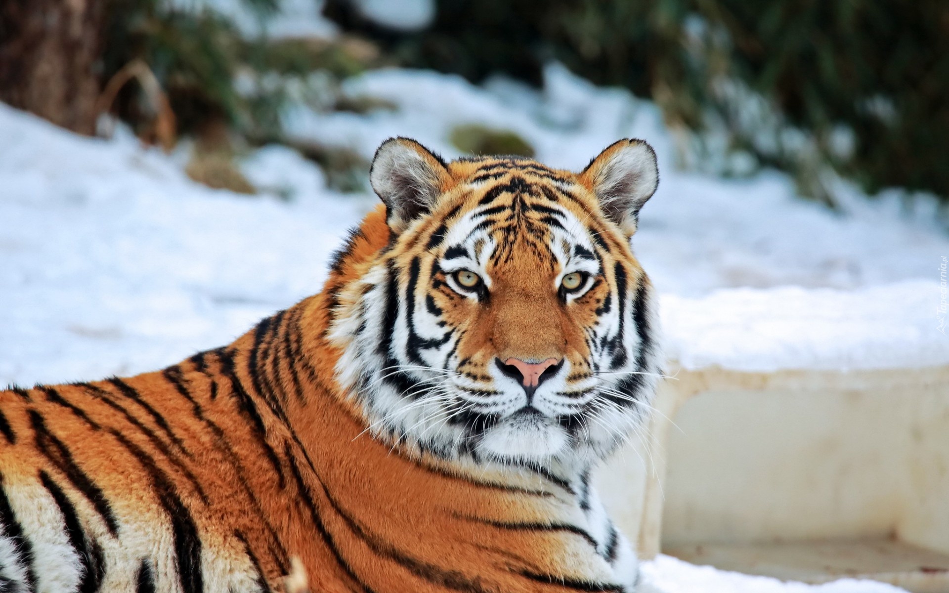 Tygrys, Dziki, Kot, Zwierze, Zoo, Zima