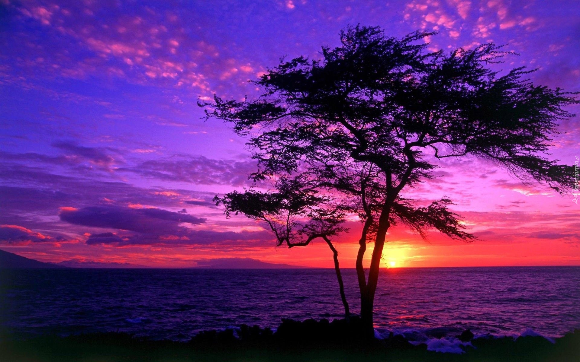Morze, Zachód słońca, Drzewo