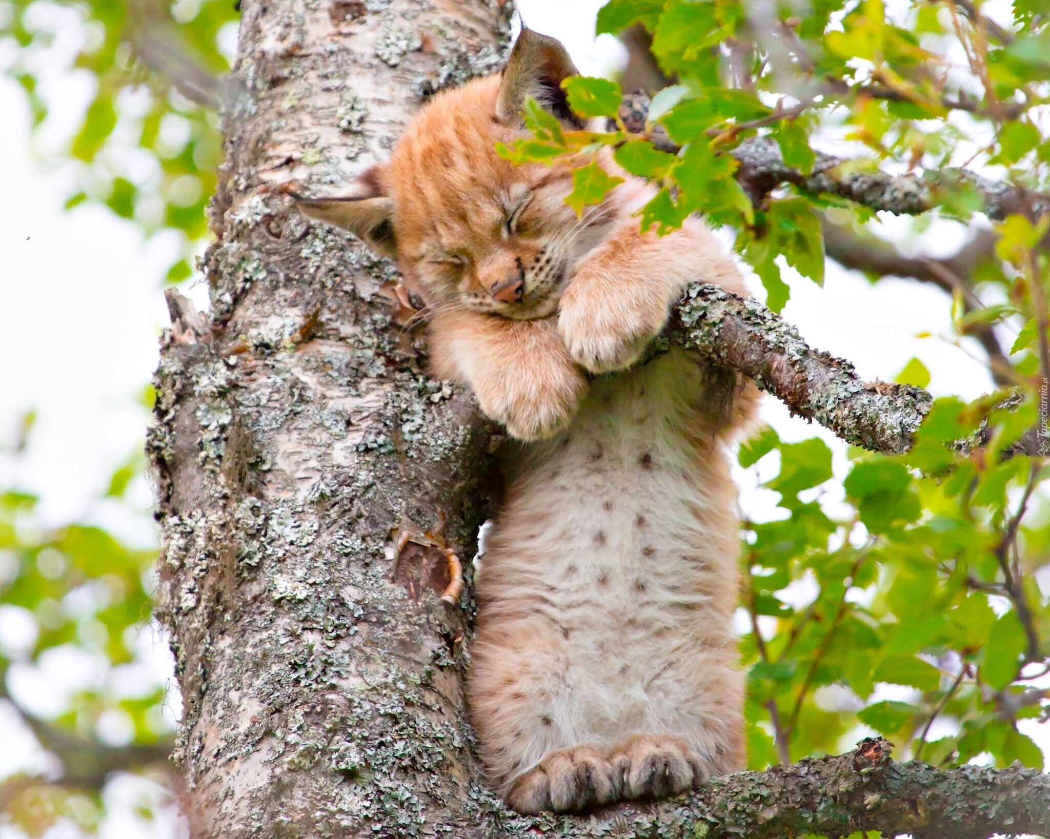Śpiący, Ryś, Drzewo
