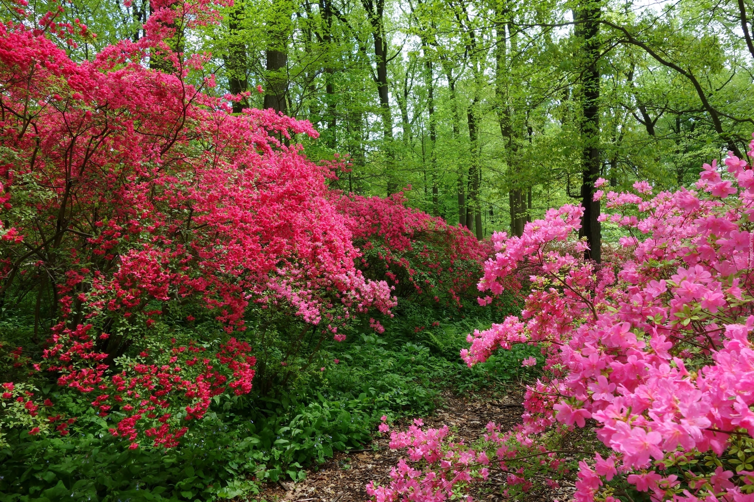 Las, Ścieżka, Kwitnące, Drzewa, Wiosna, Szwajcaria