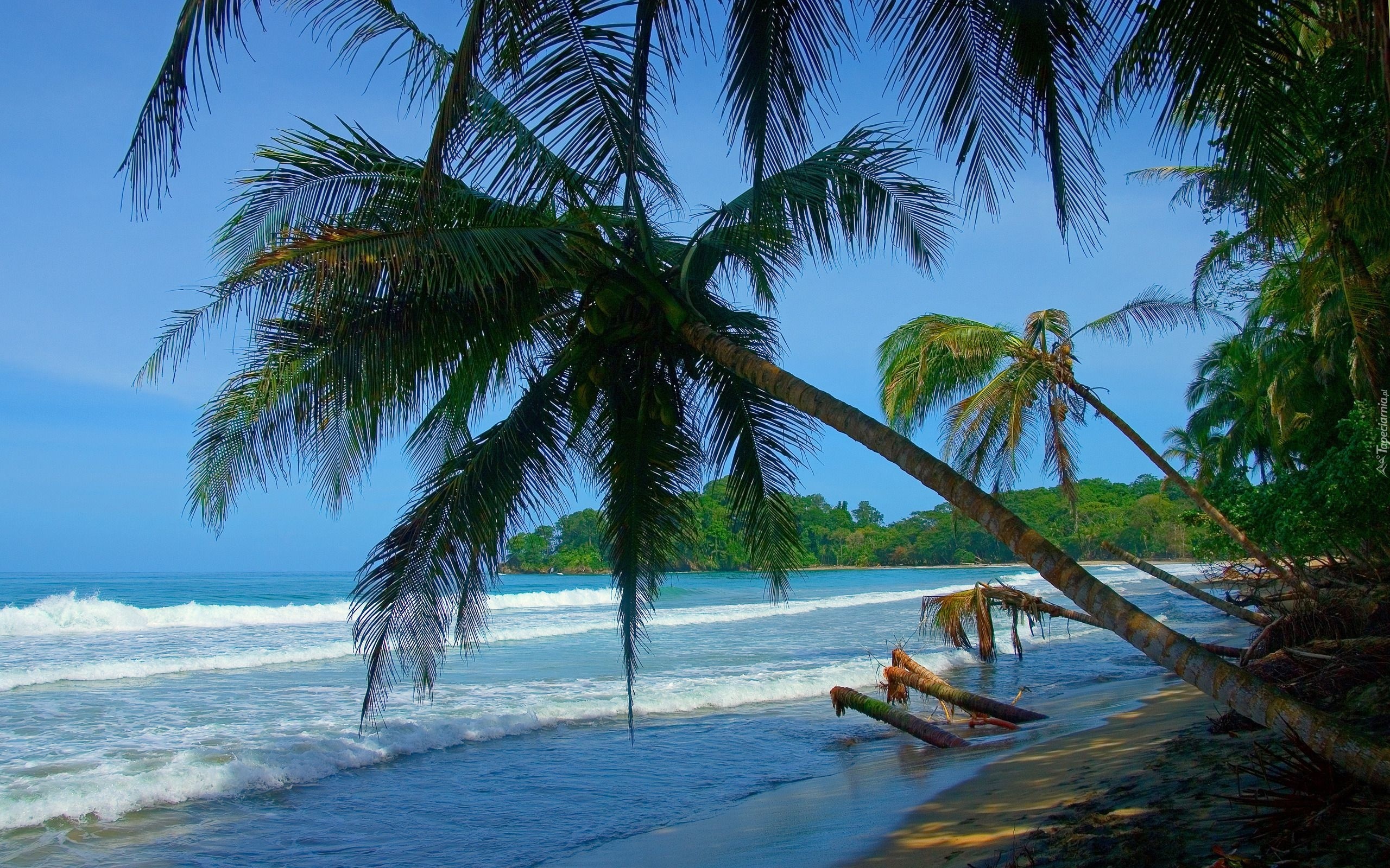 Kostaryka, Morze, Plaża, Palmy
