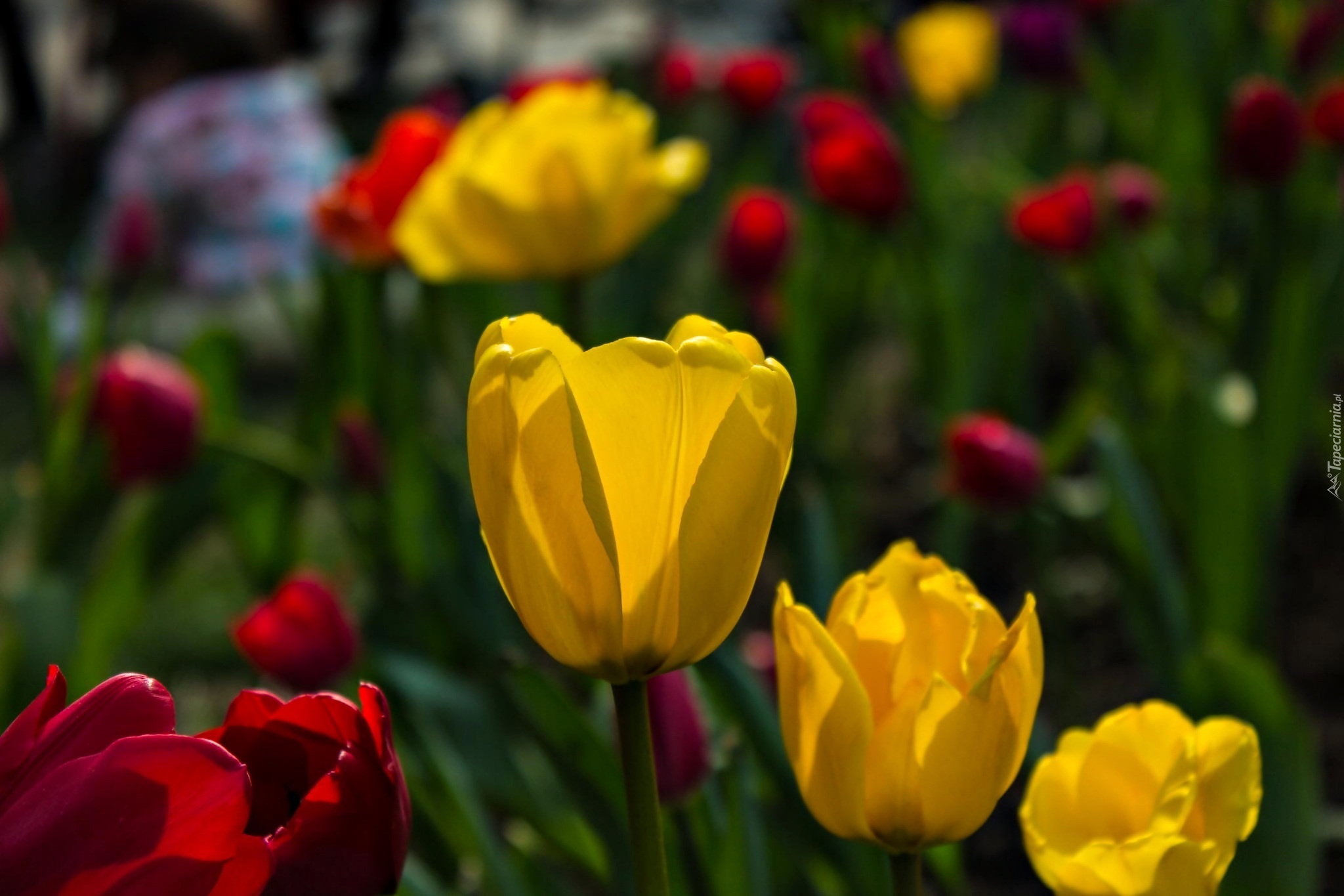 Żółte, Czerwone, Tulipany