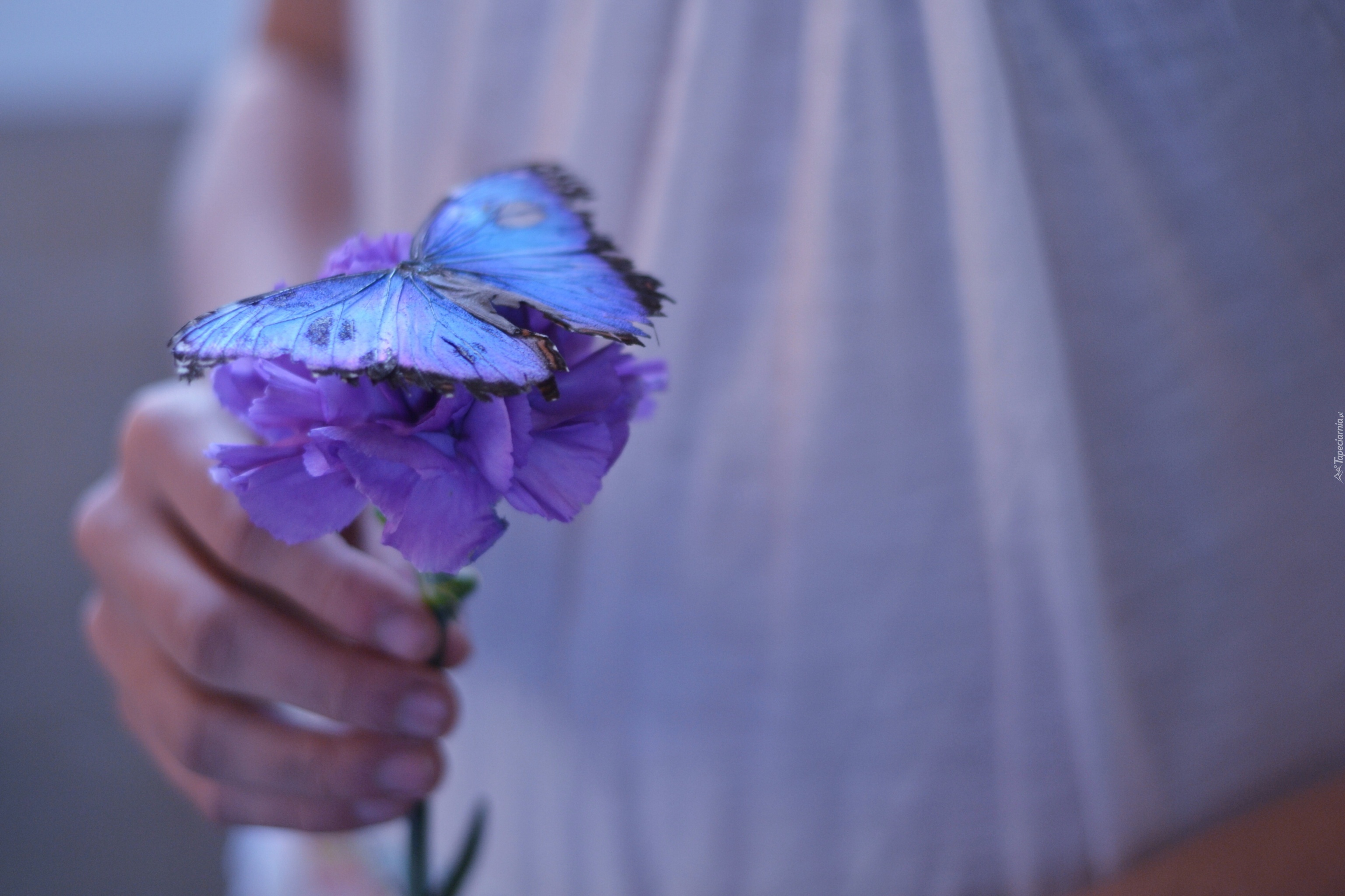 Niebieski, Kwiat, Niebieski, Motyl, Dłoń