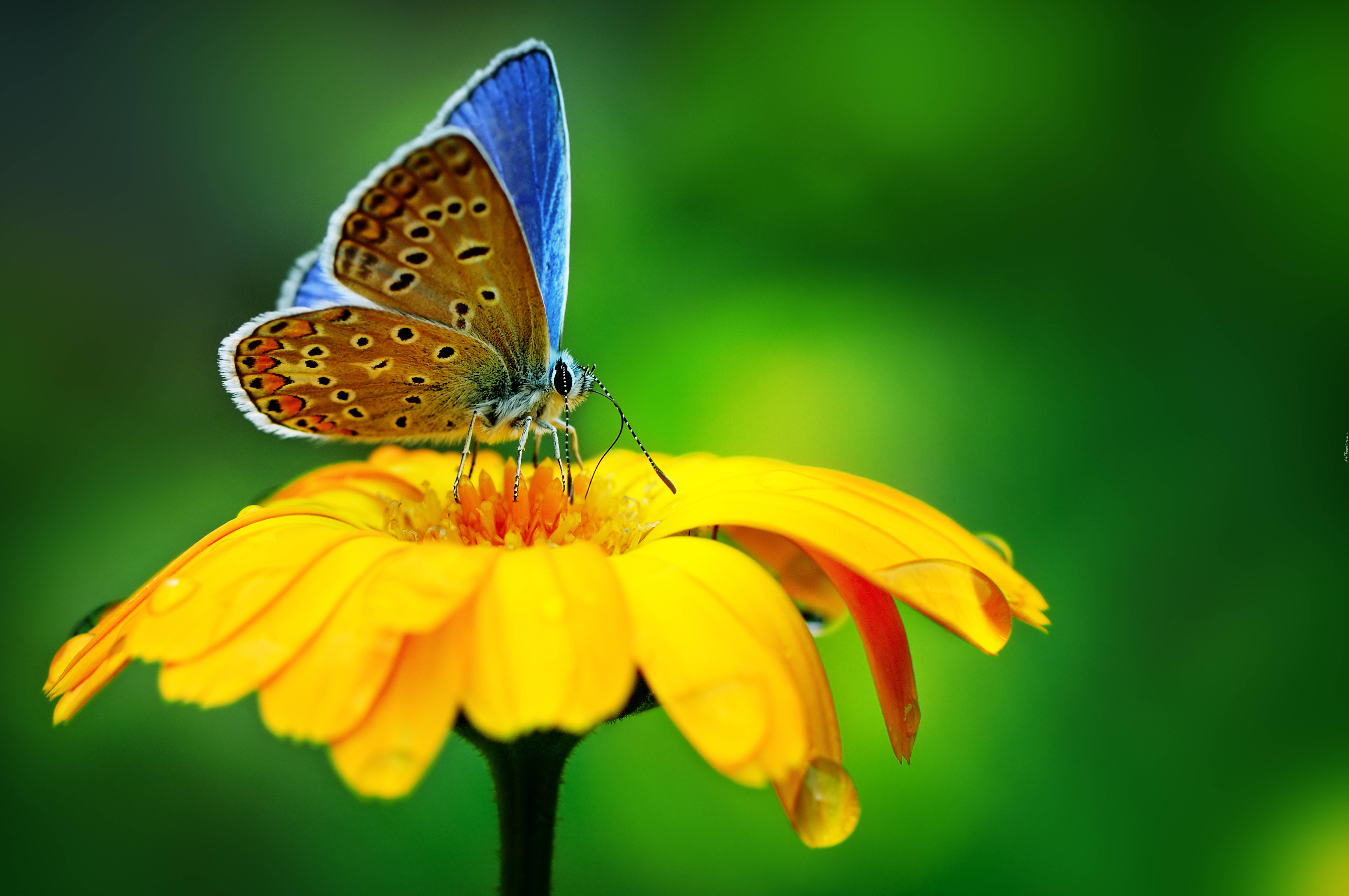 Żółty, Kwiat, Motyl, Modraszek