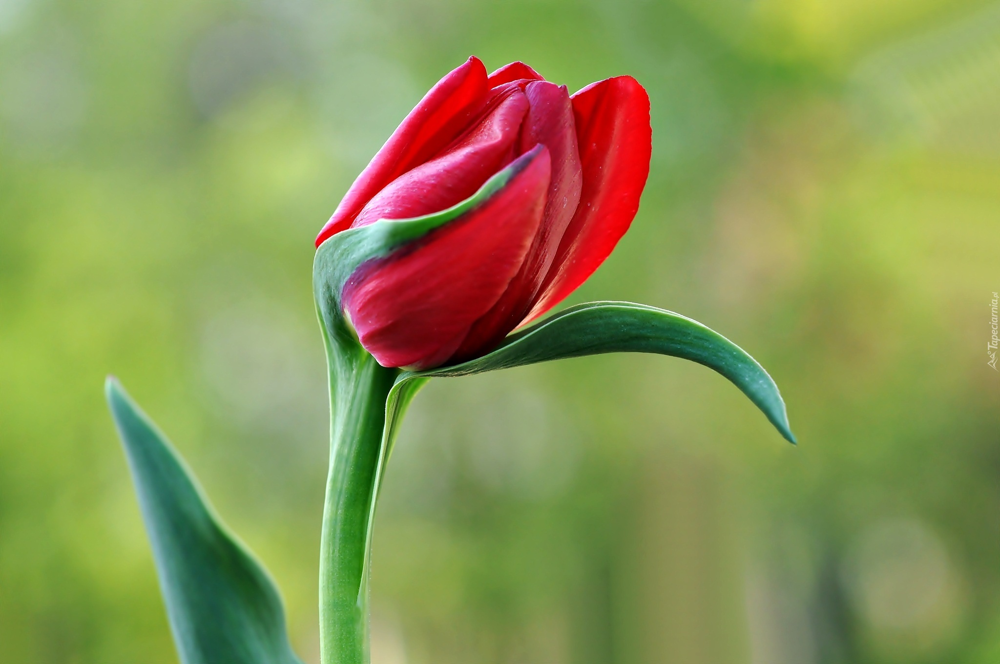 Czerwony, Tulipan, Makro