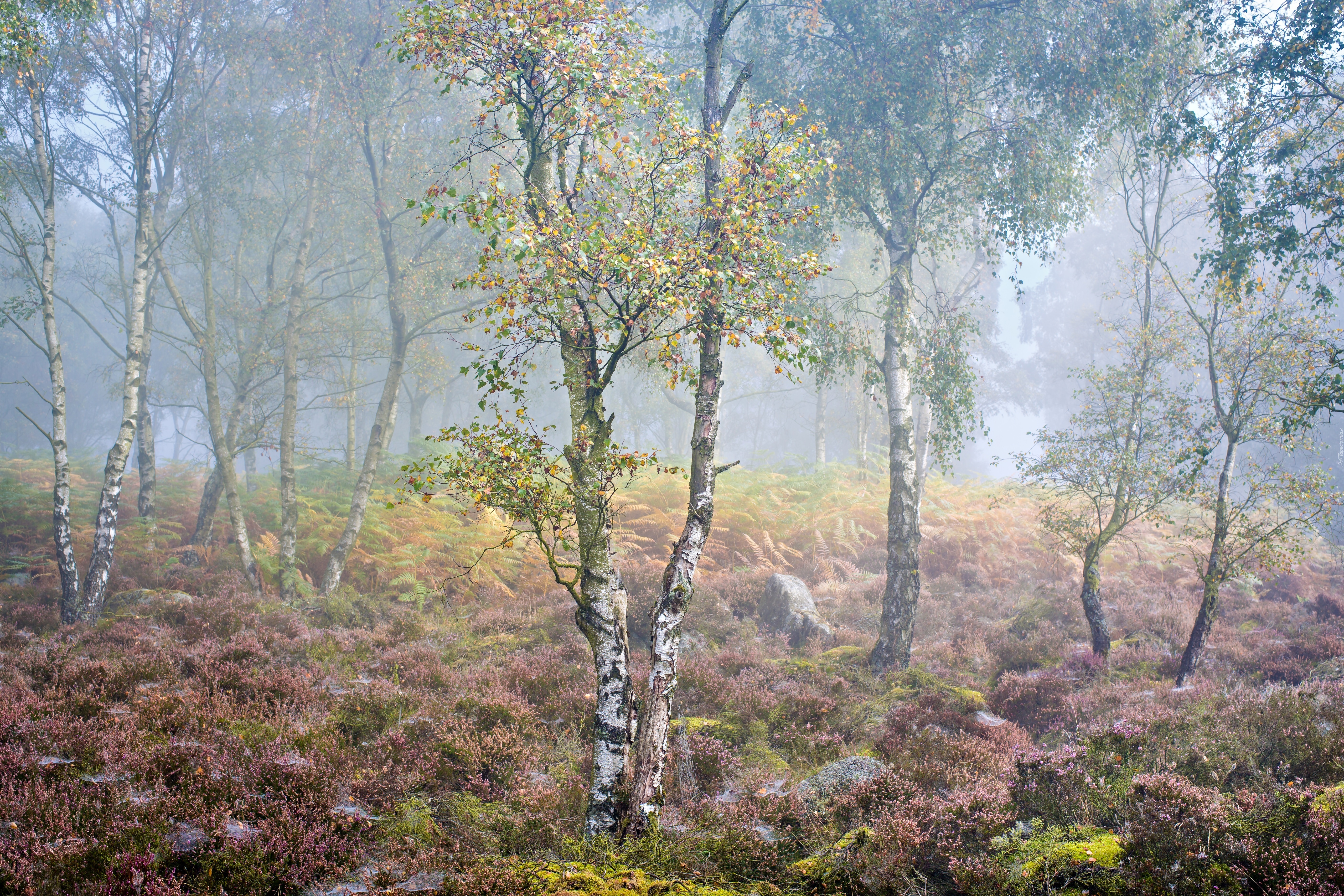 Jesień, Brzozy, Wrzosy, Mgła, Park Narodowy Peak District, Hrabstwo Derbyshire, Anglia