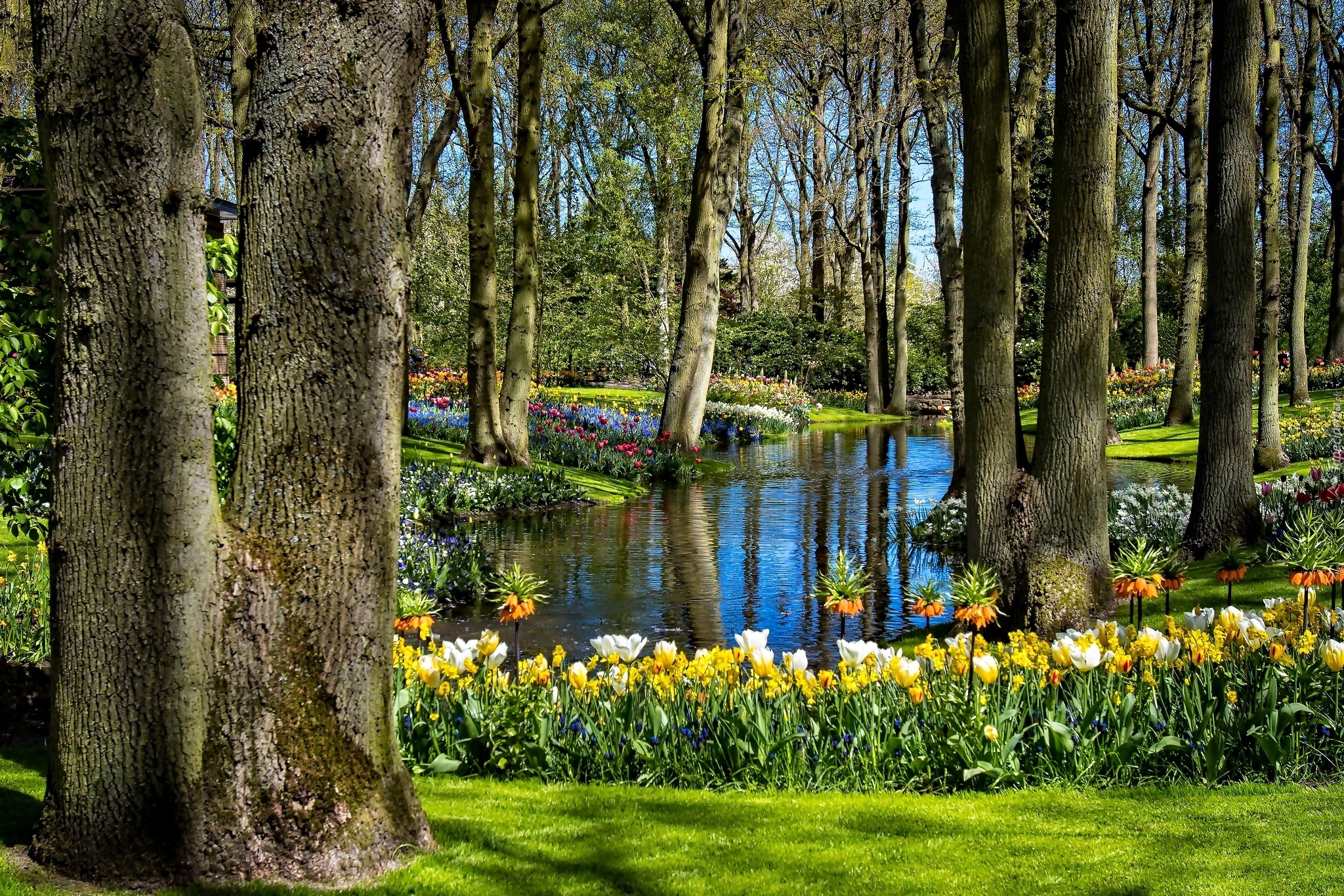 Park, Rzeka, Kwiaty, Wiosna