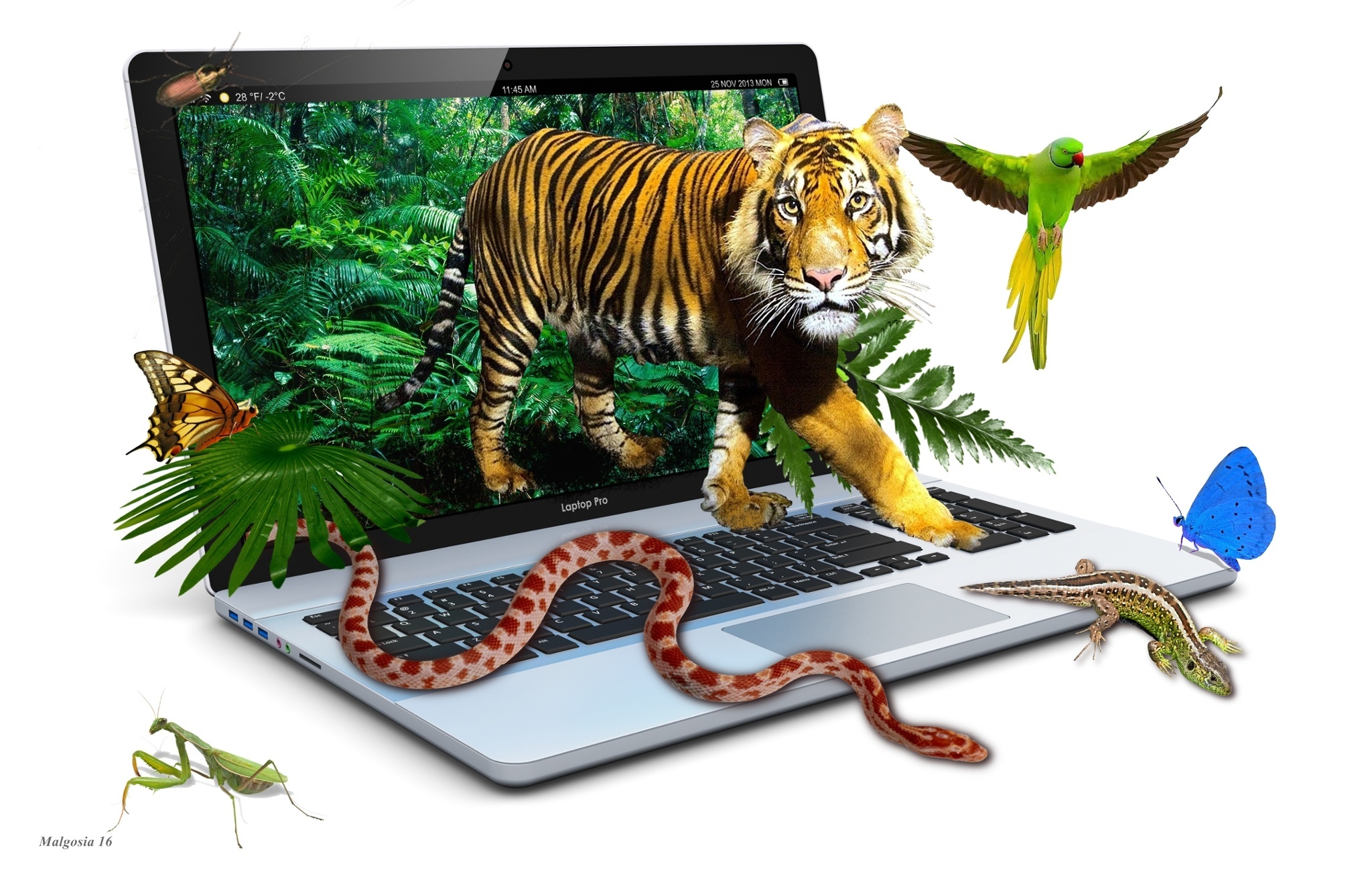 Grafika, 4D, Laptop, Tygrys, Motyle, Papuga, Wąż, Jaszczurka, Modliszka
