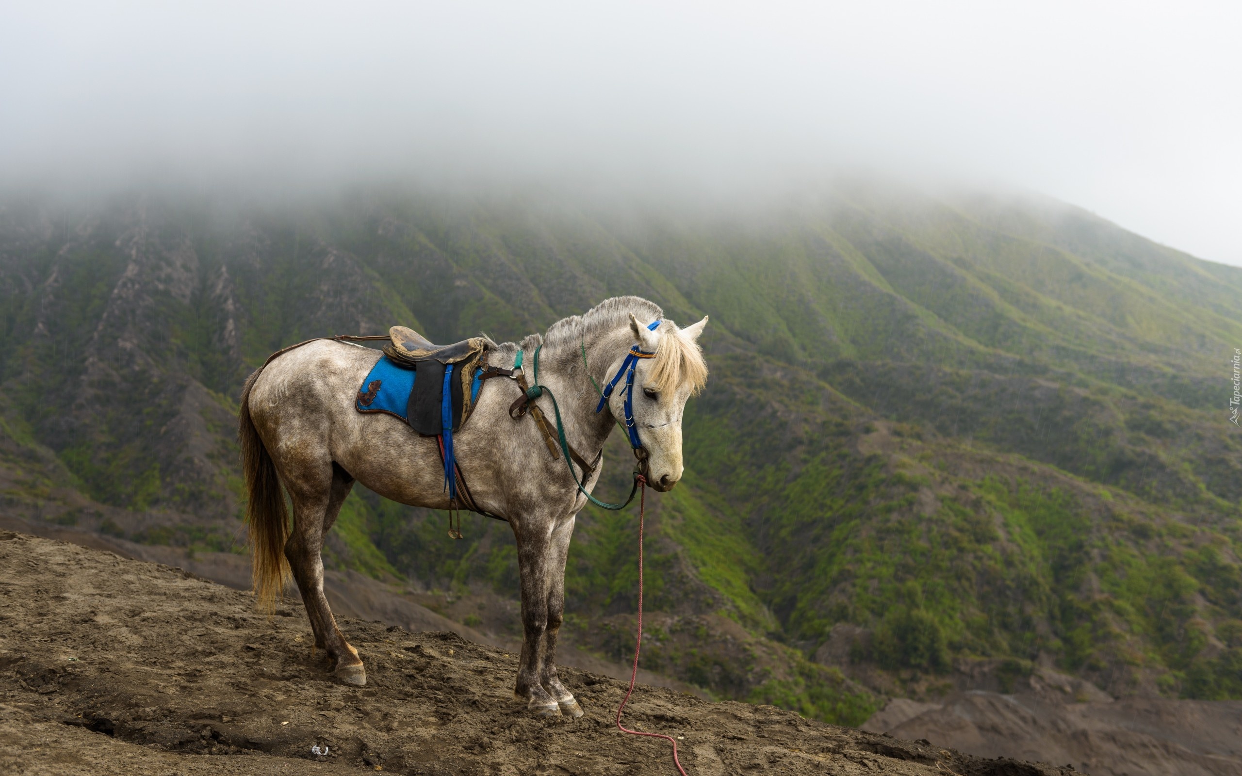 Koń, Góry, Mgła