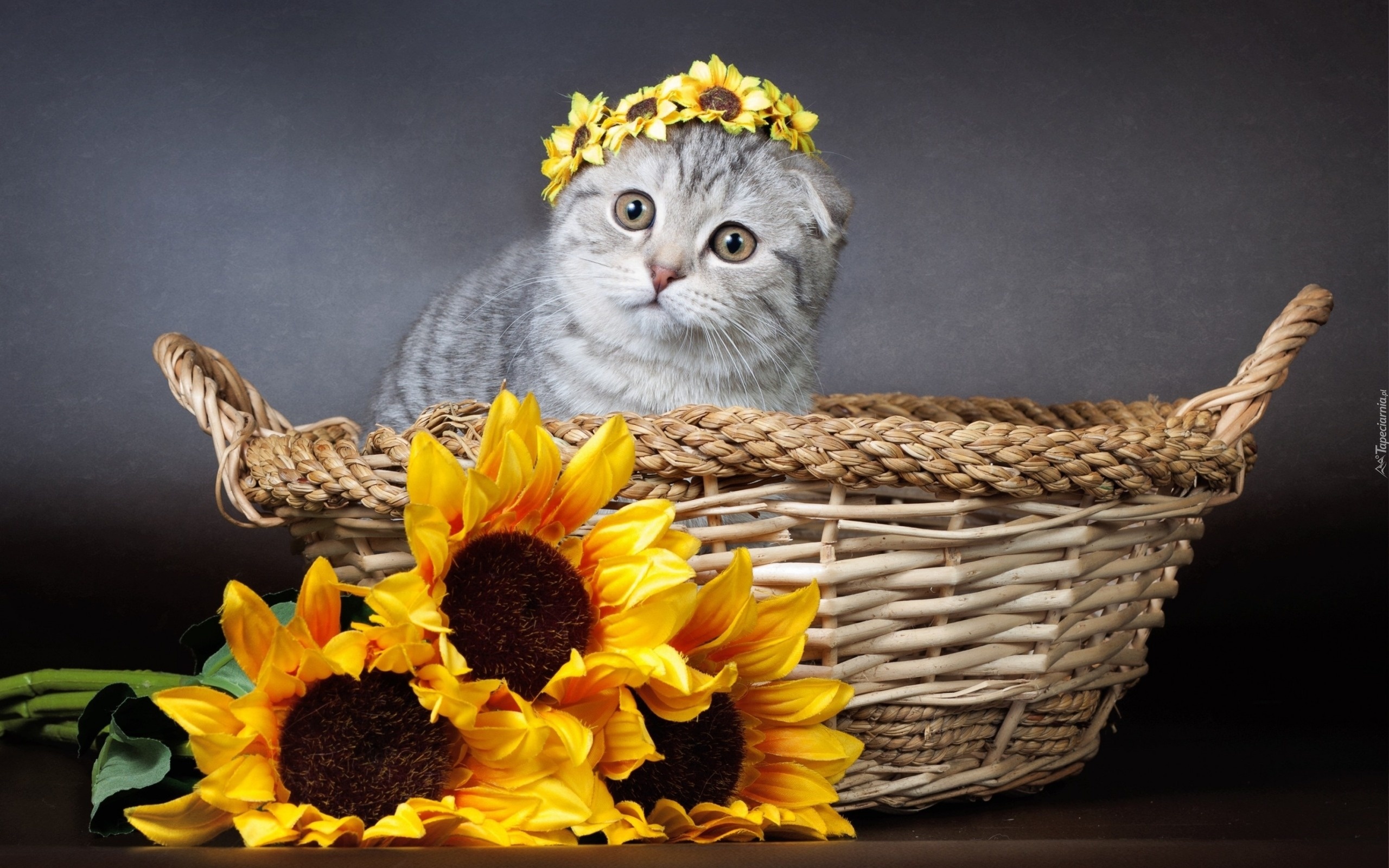 Kot, Koszyczek, Kwiaty