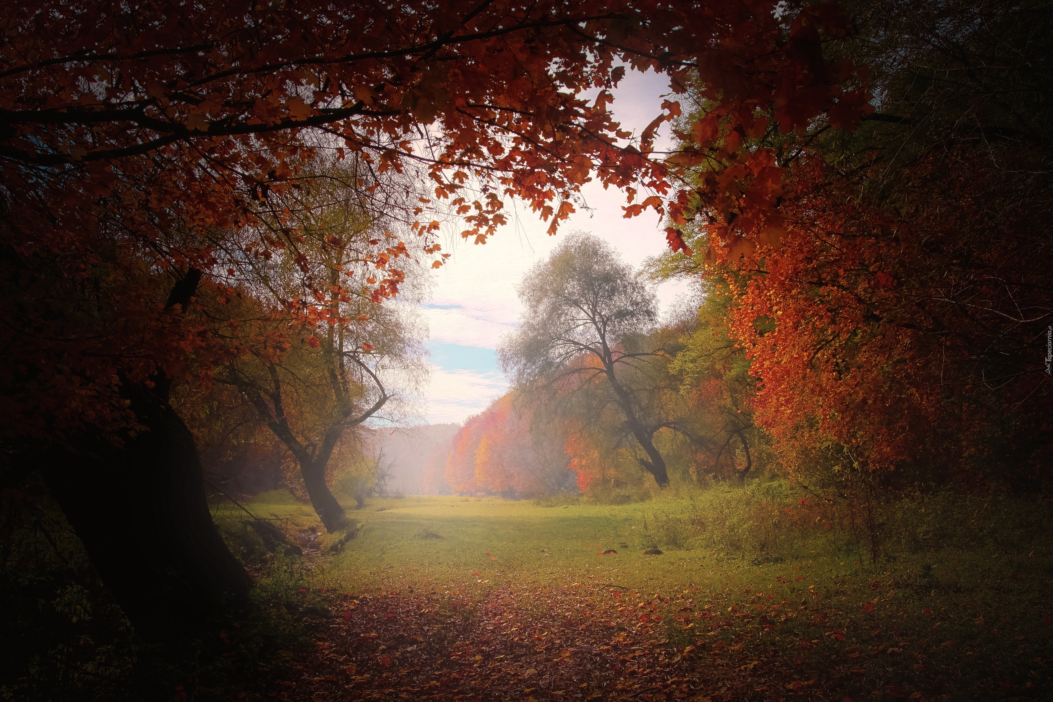 Las, Polana, Jesień, Mgła