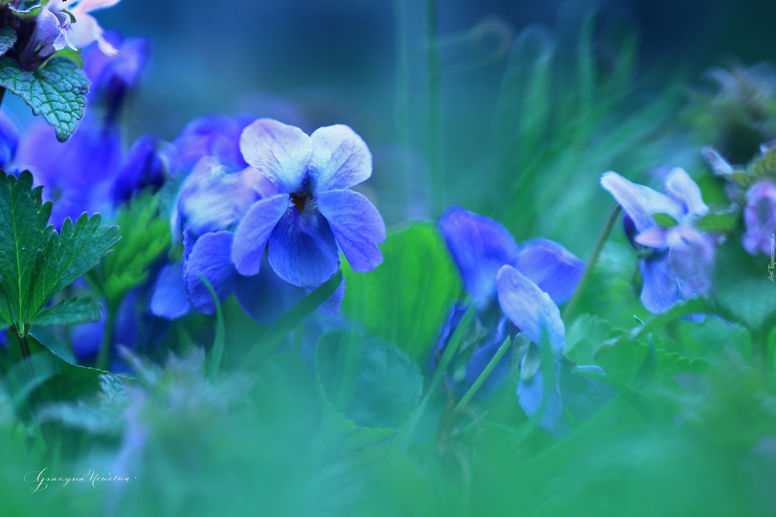 Fiołki Wonne, Niebieskie, Kwiaty