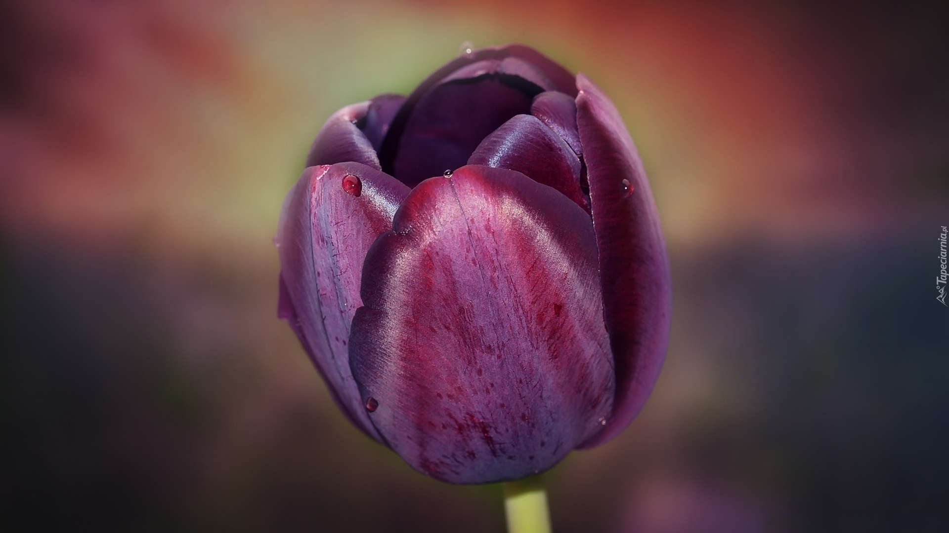 Kwiat, Kolor, Burgund, Tulipan