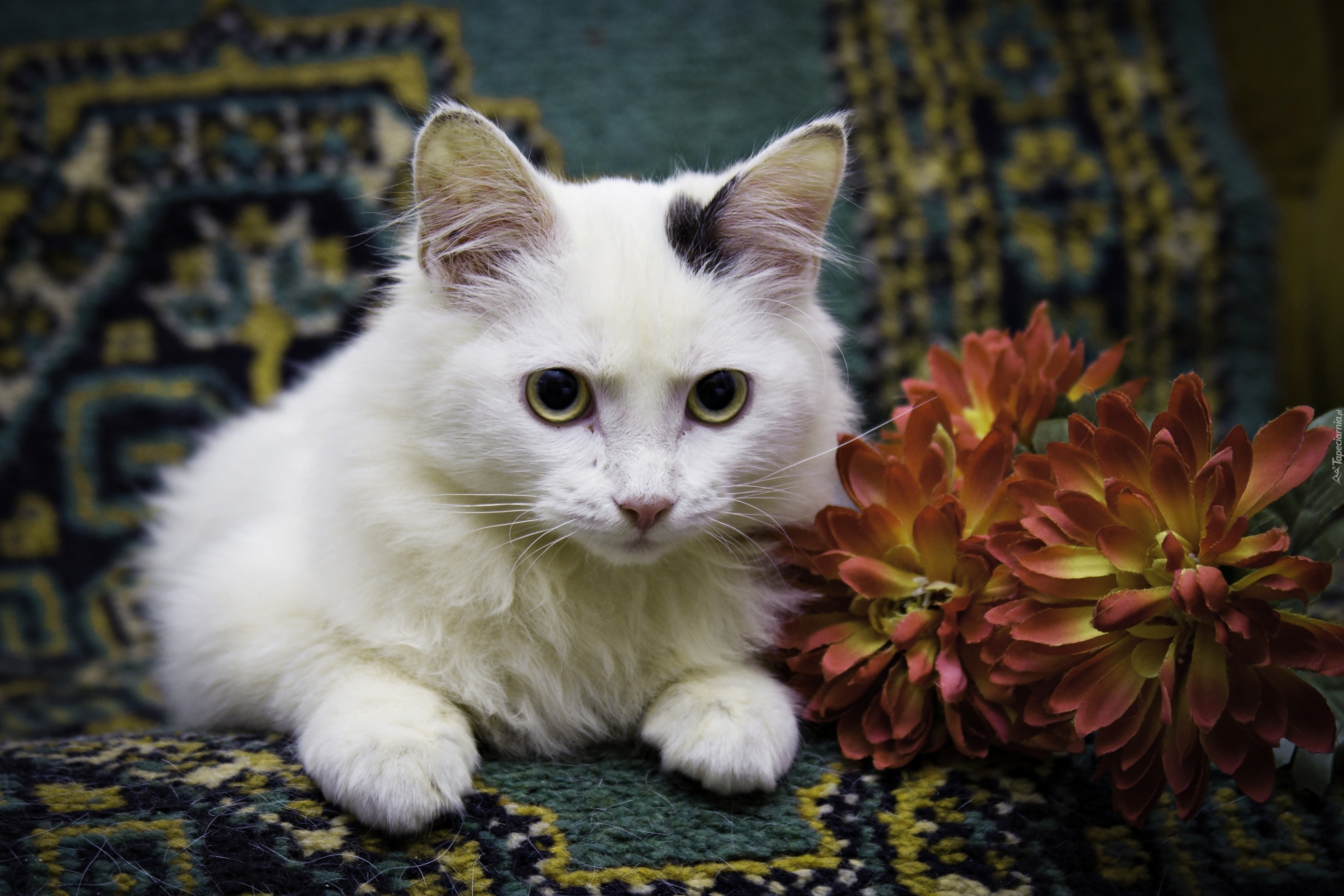 Biały, Kotek, Kwiat