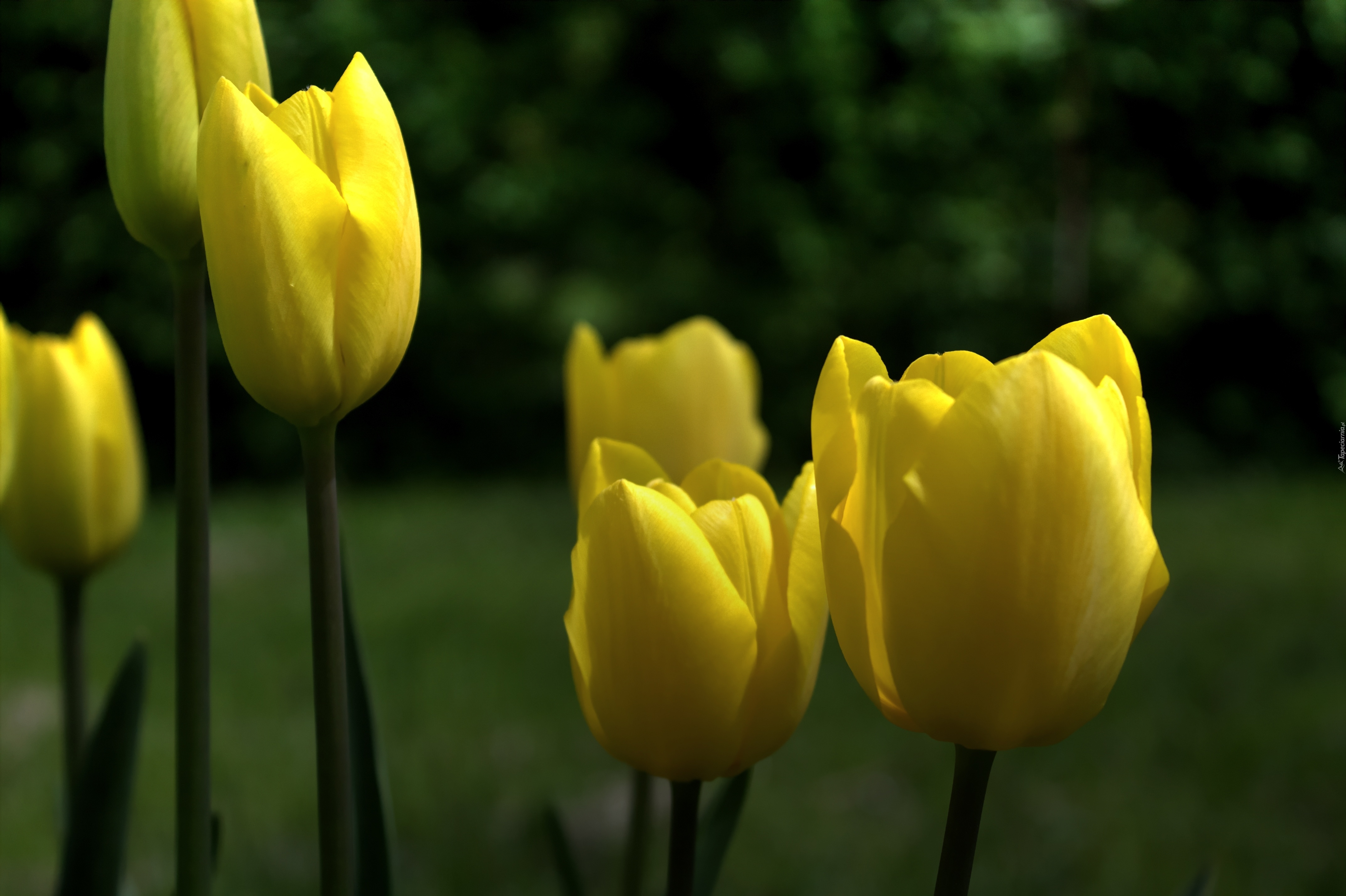 Żółty, Kwiat, Tulipan