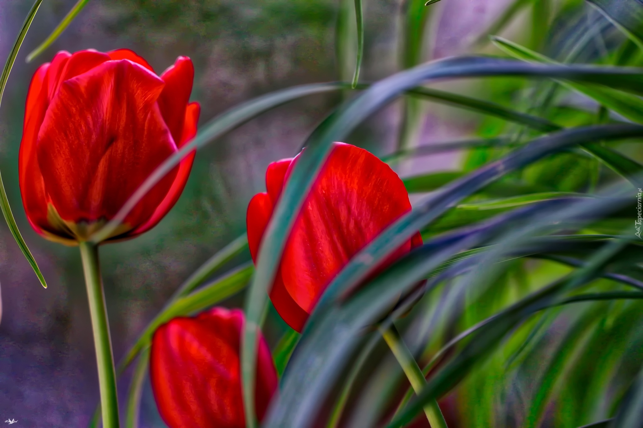 Tulipany, Liście