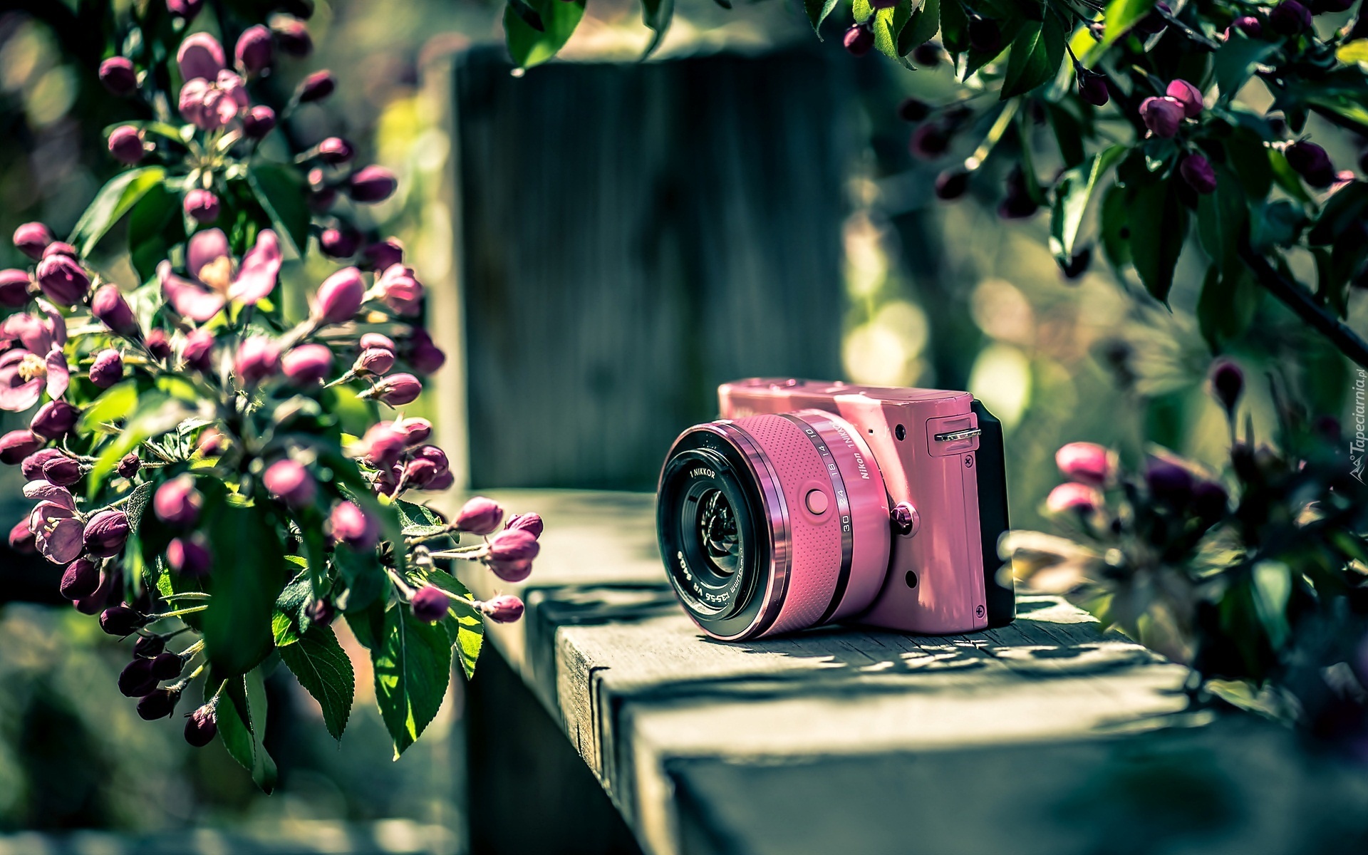 Aparat, Fotograficzny, Nikon, Różowe, Kwiaty