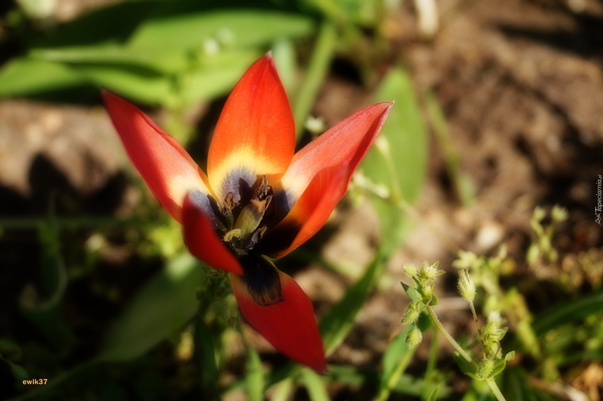 Mały, Tulipan