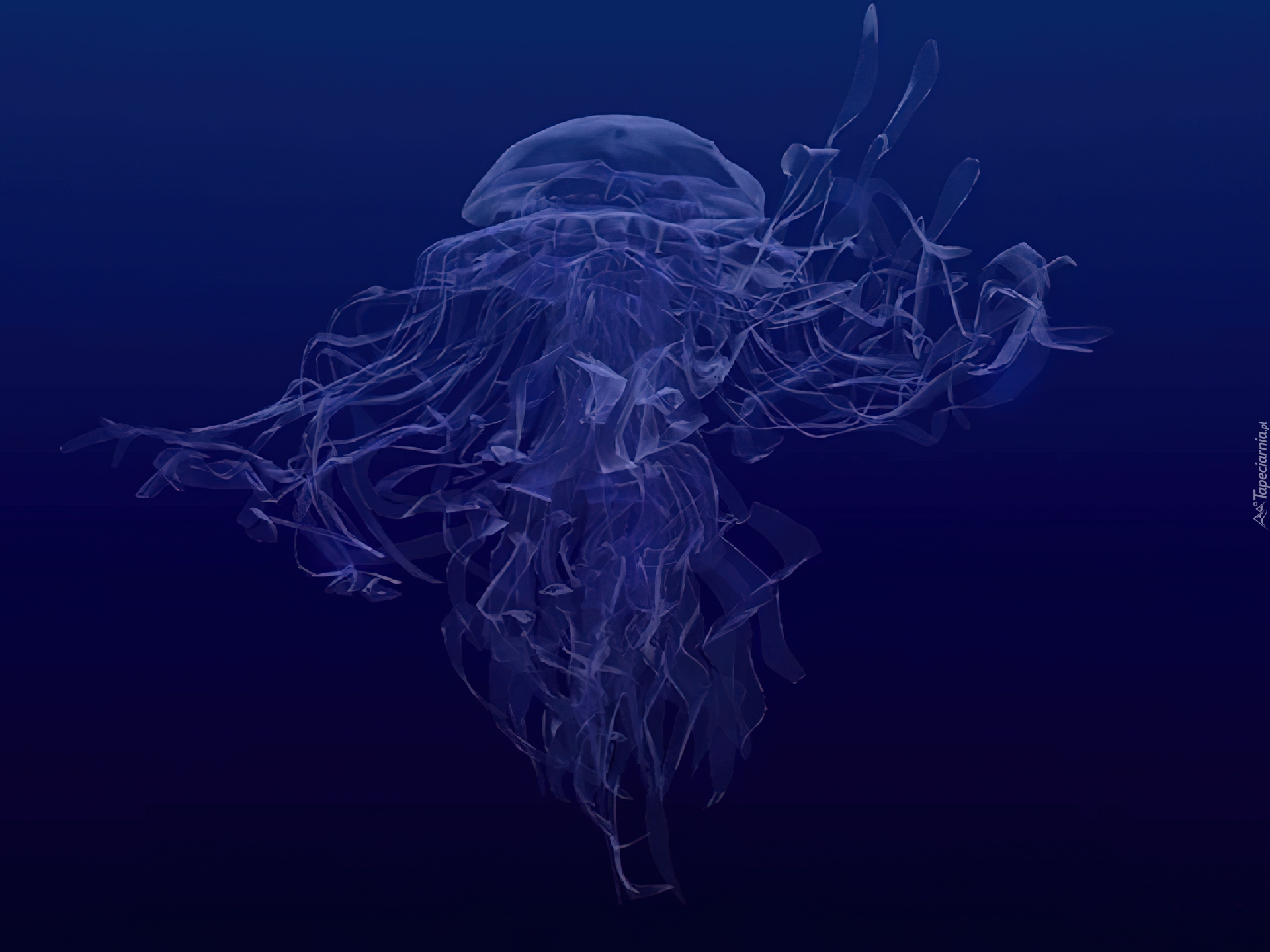 3D, Wektorowa,meduza