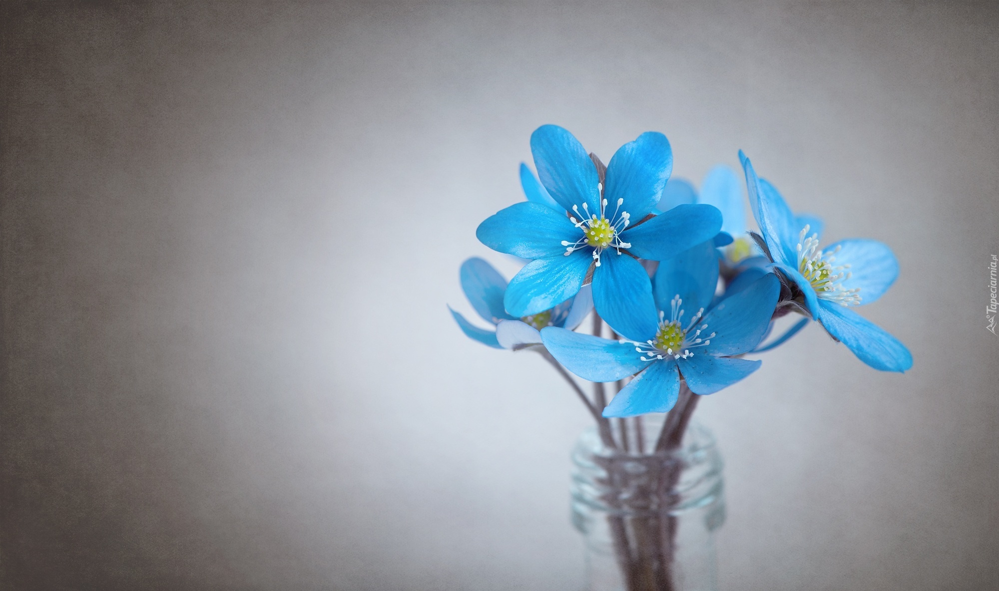Niebieskie, Kwiaty, Wazon