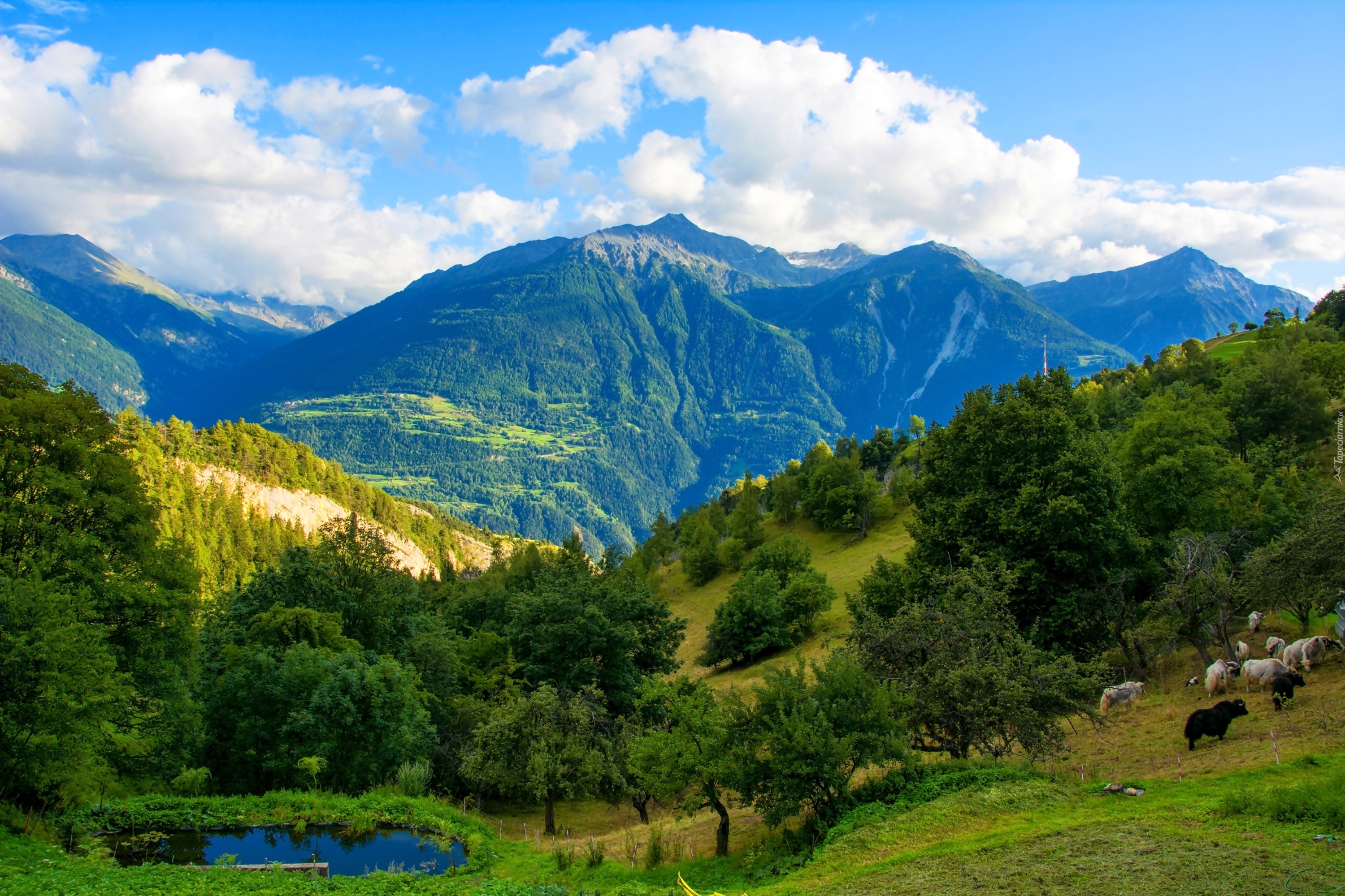Góry, Lasy, Jeziorko, Szwajcaria