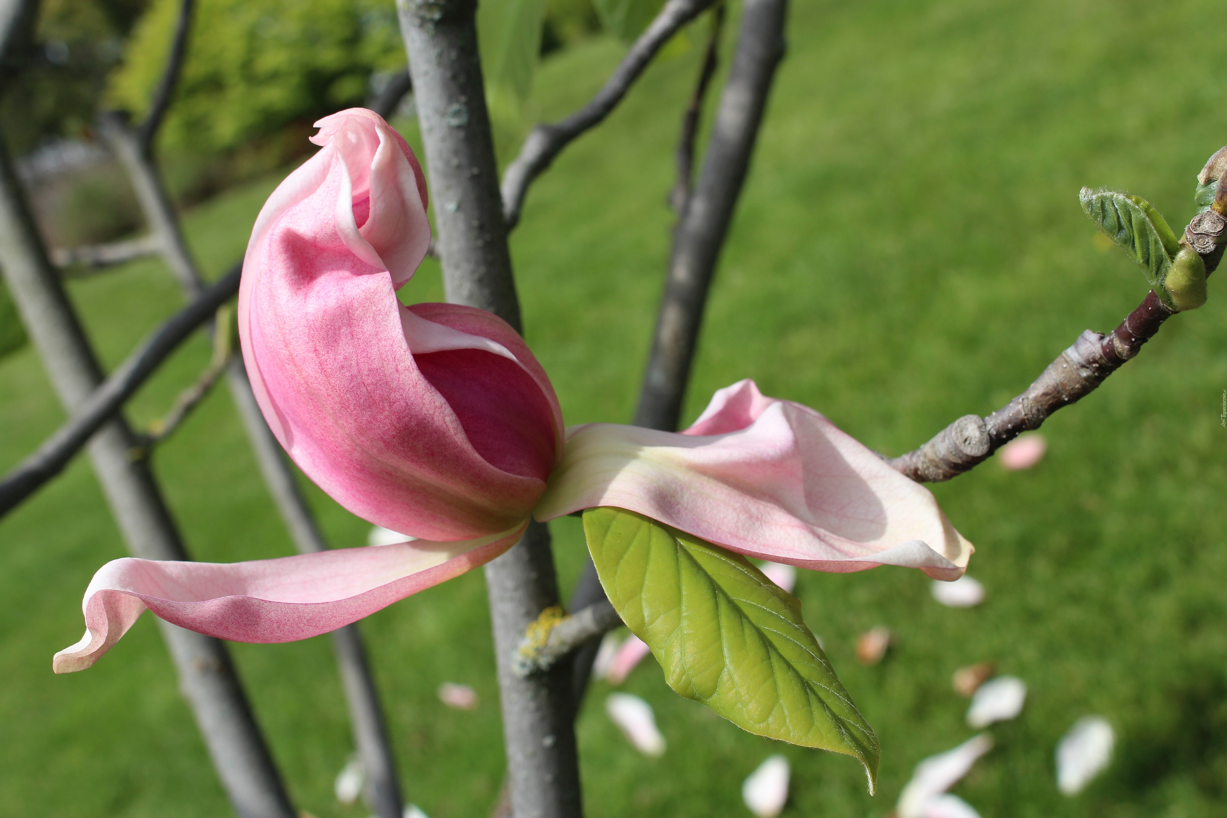 Kwiat, Gałązki, Magnolia