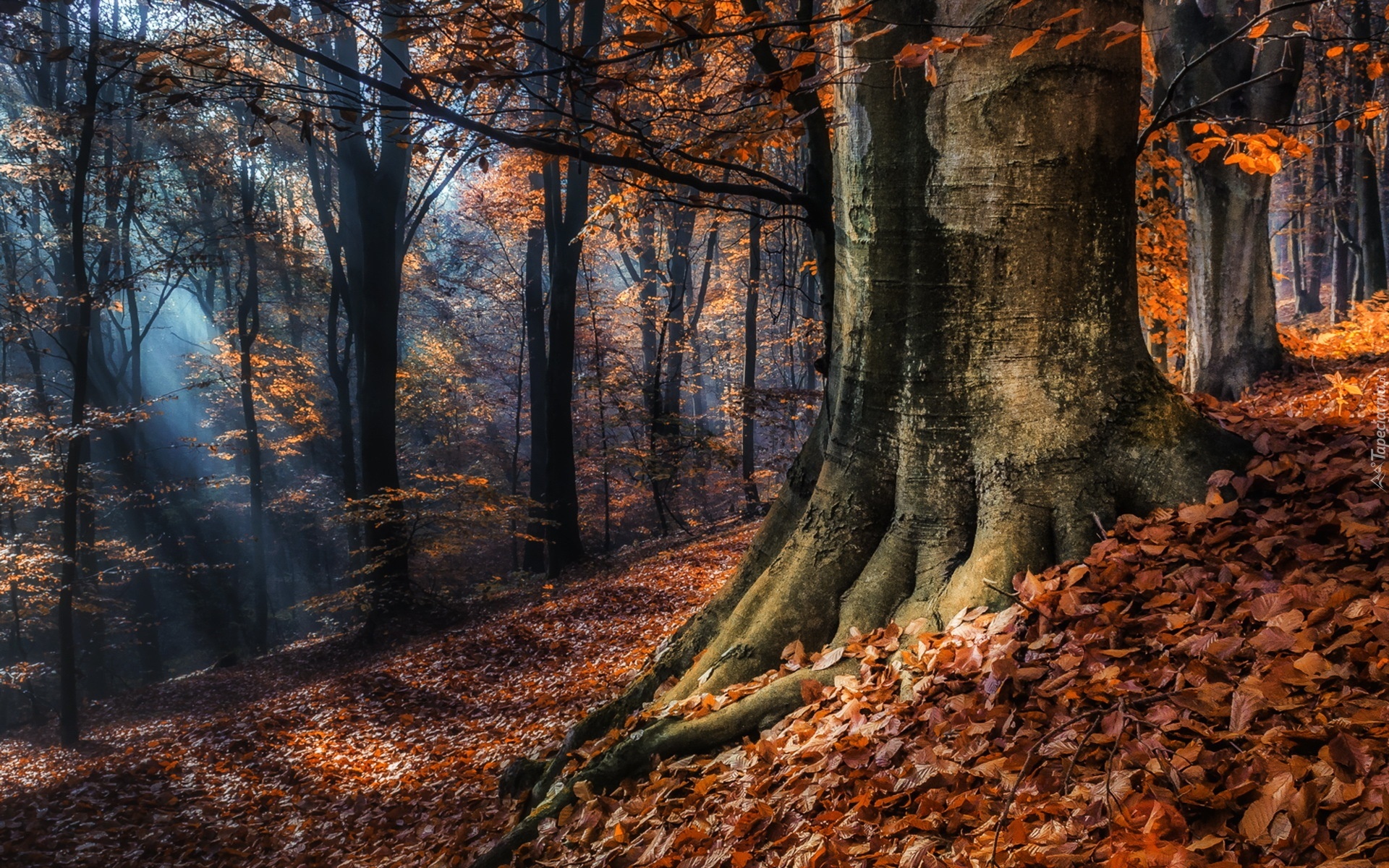 Jesień, Drzewa, Przebijające, Światło, Las