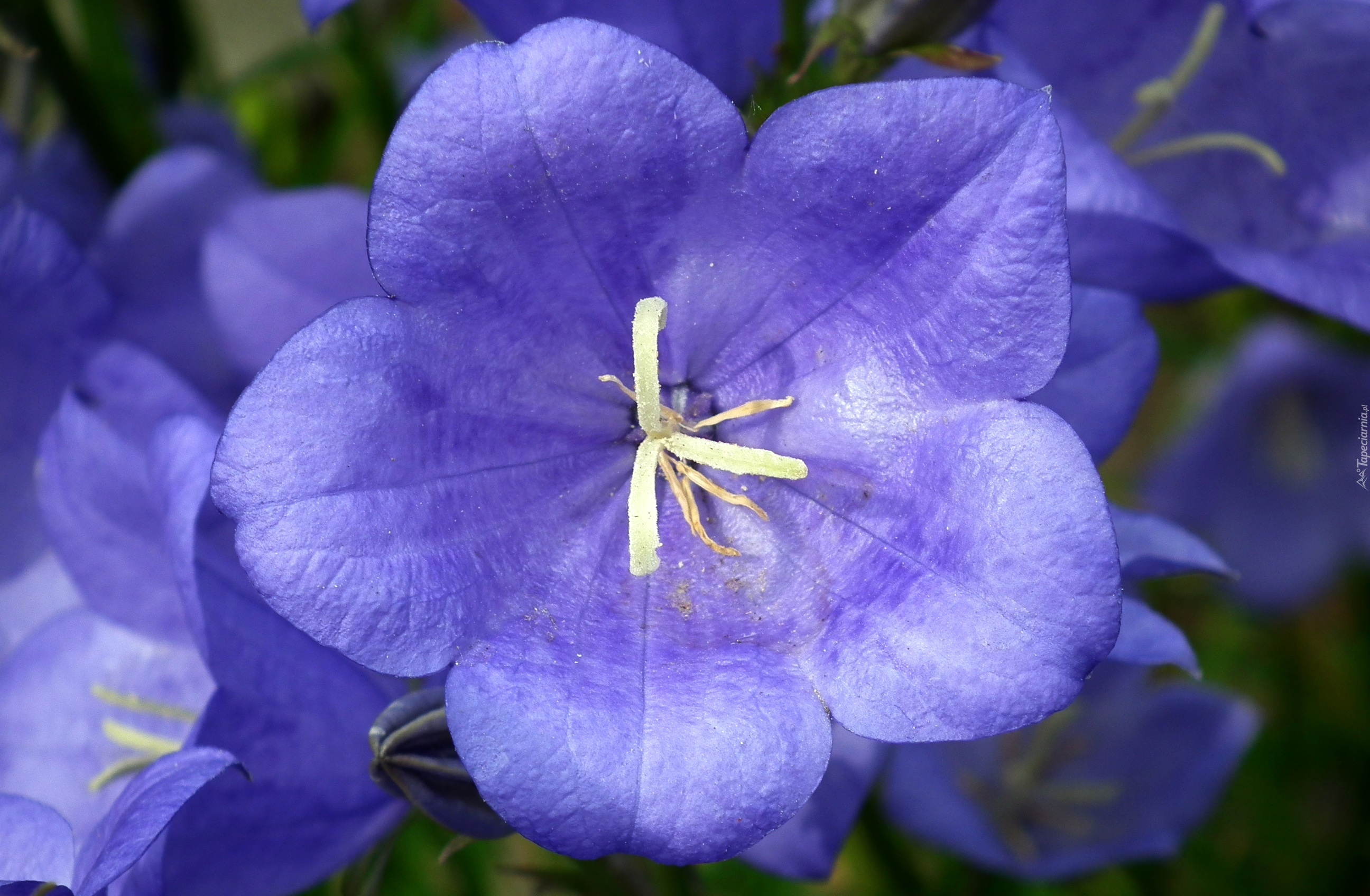 Przyroda, Kwiat, Rozwar, Niebieski