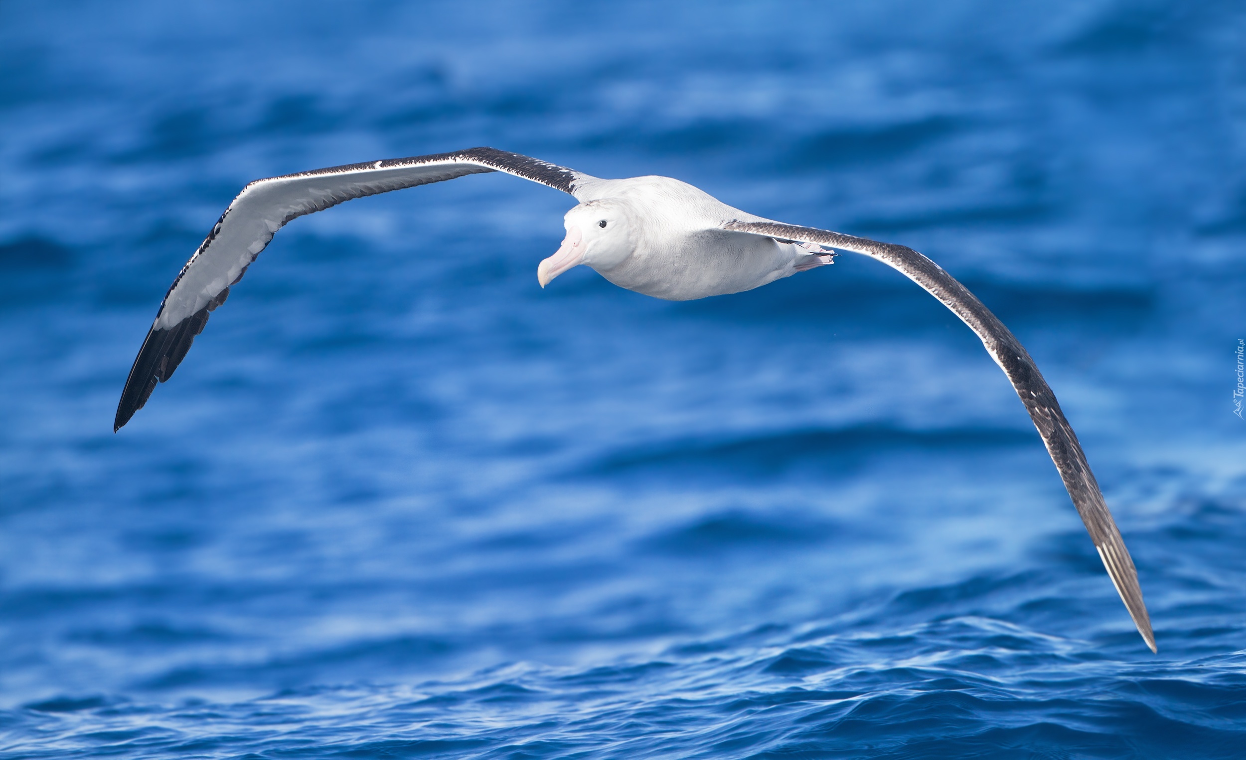 Morze, Albatros