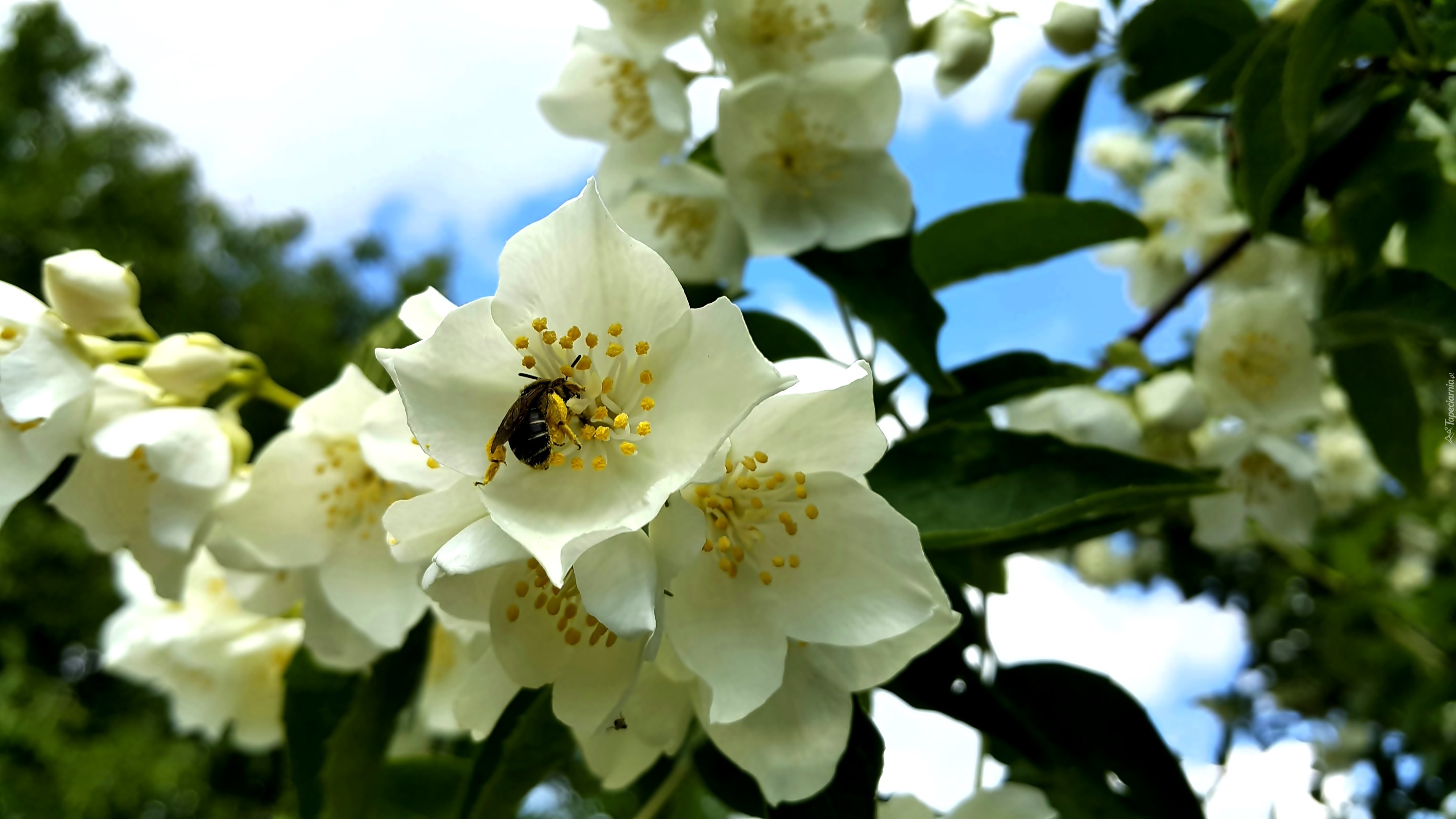 Kwiaty, Jaśminu, Pszczoła