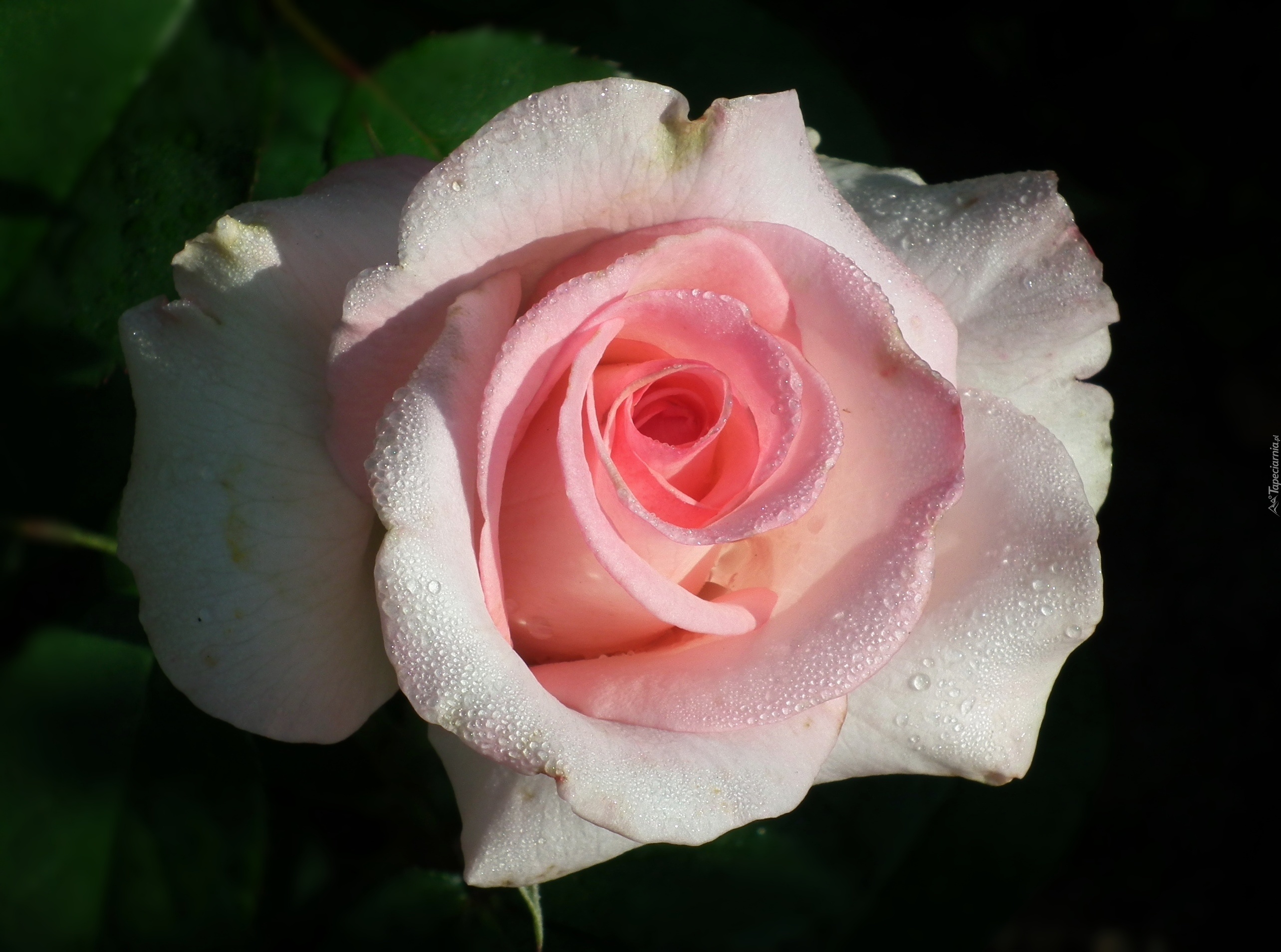 Przyroda, Kwiat, Róża
