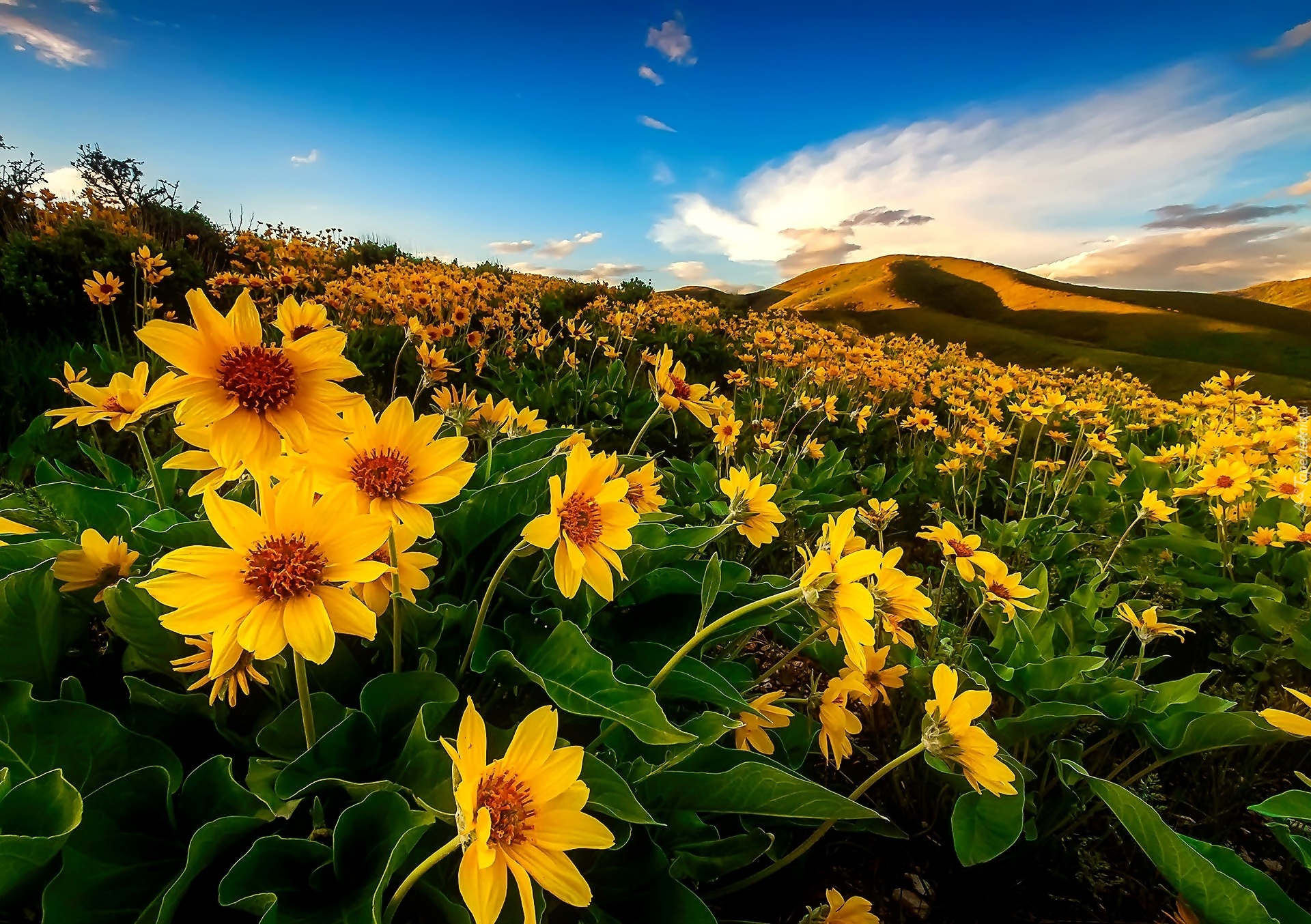 Żółte, Kwiaty, Na, Wzgórzu