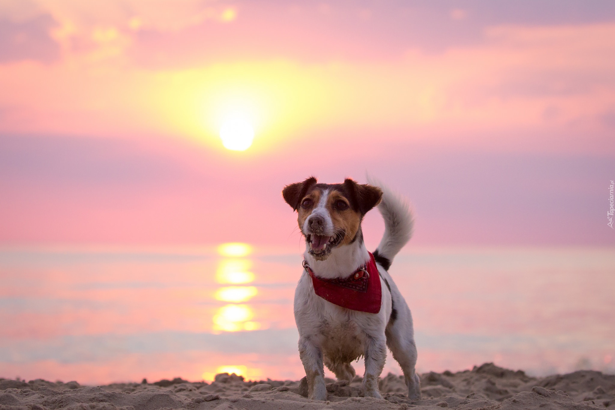 Pies, Plaża, Słońce