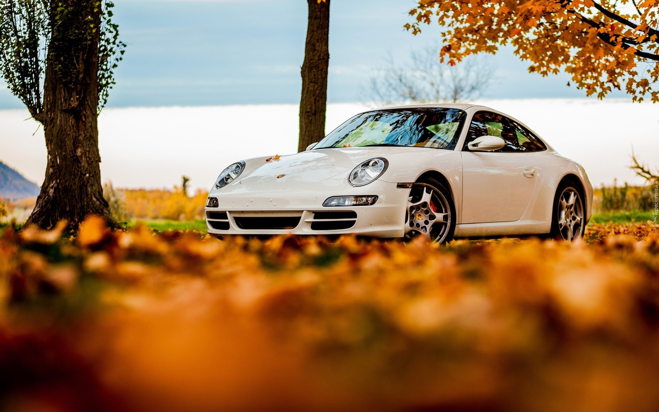 Jesień, Samochód, Biały, Porsche 911