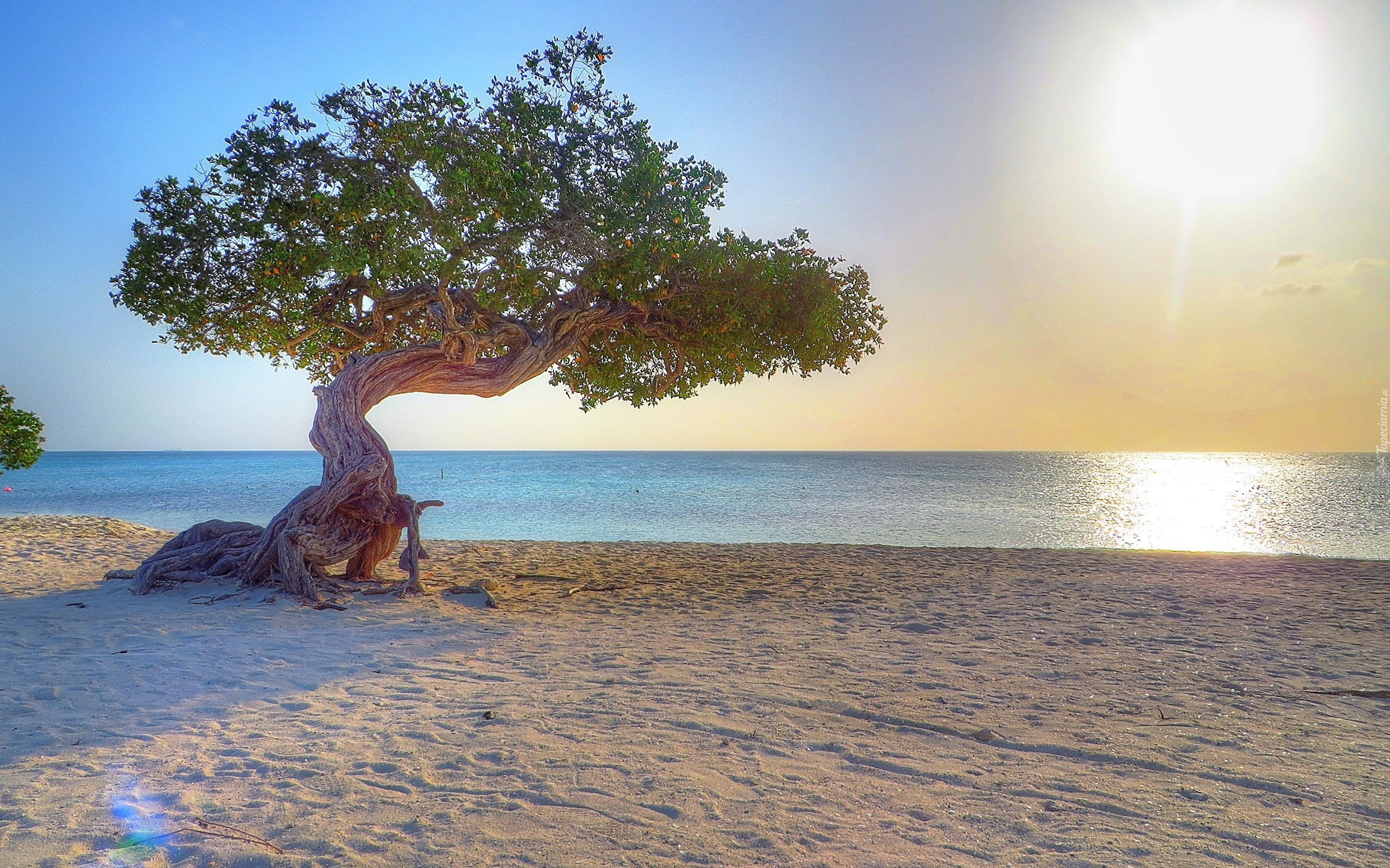 Morze, Drzewo, Słońce, Aruba