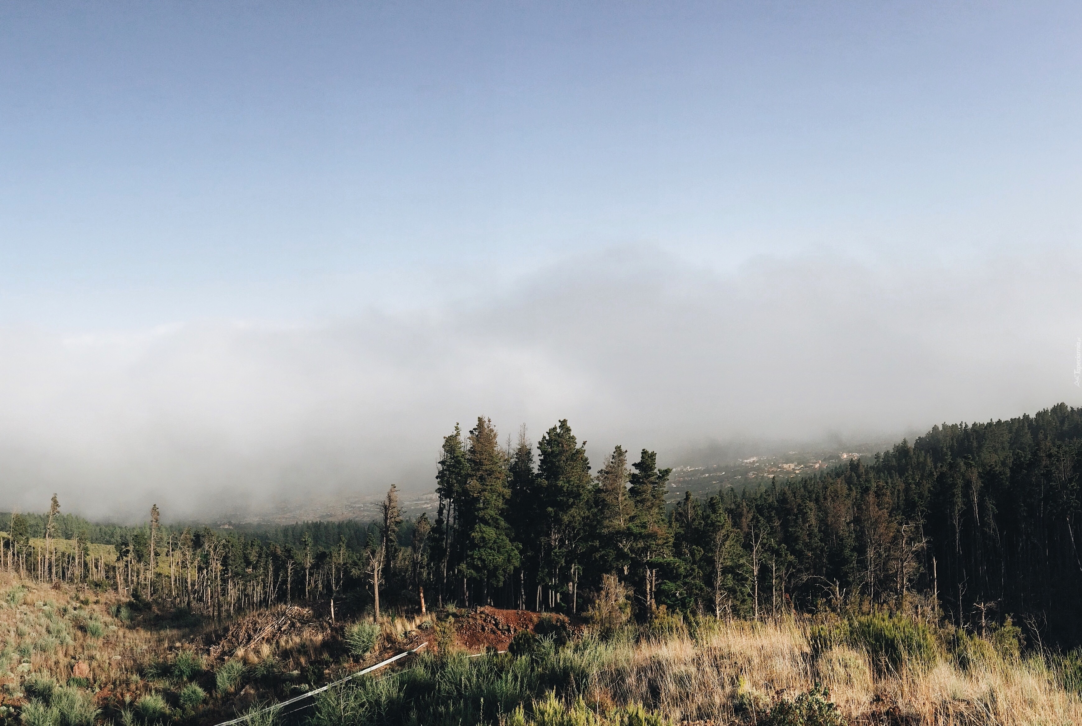 Las, Trawy, Mgła