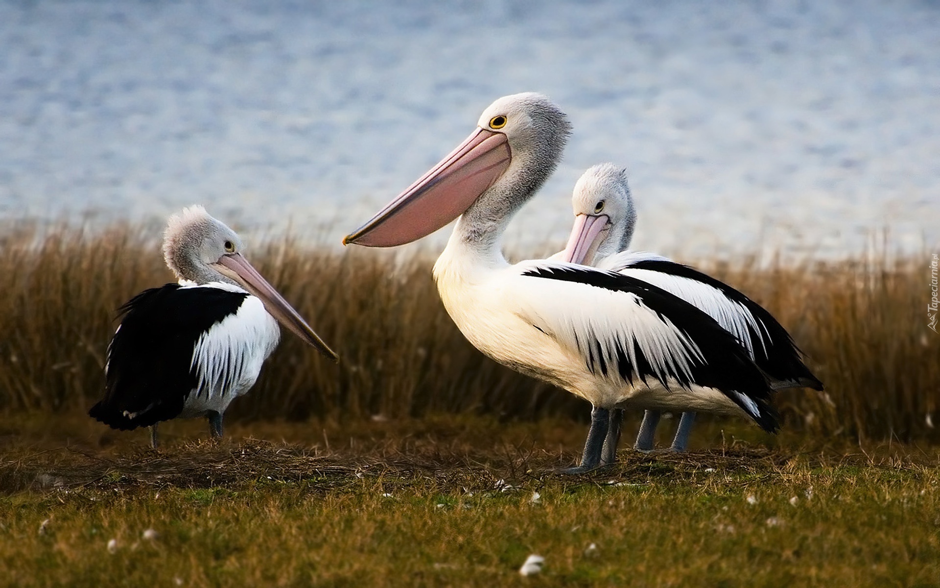 Pelikany, Nabrzeże