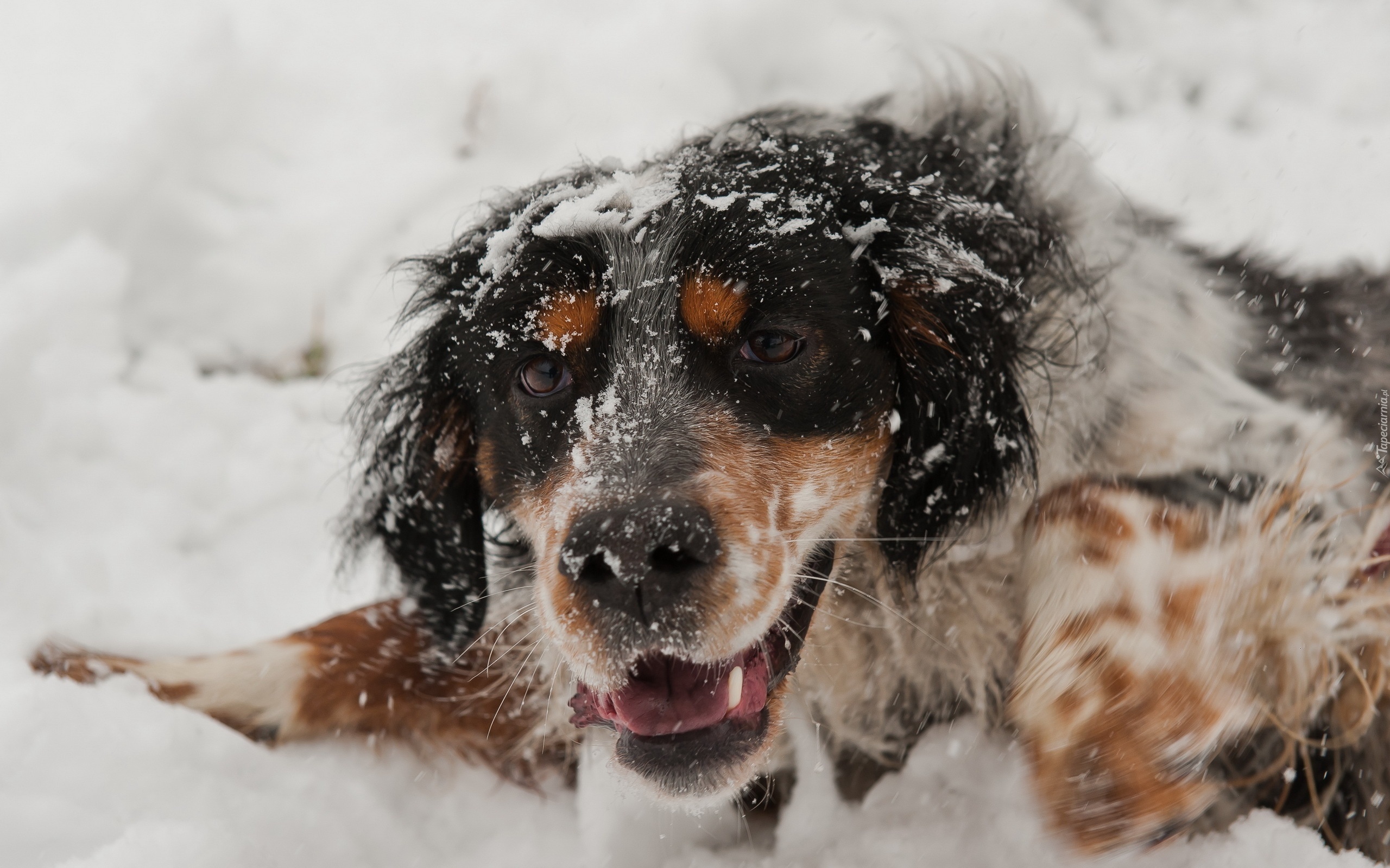 Pies, Mordka, Zima, Śnieg
