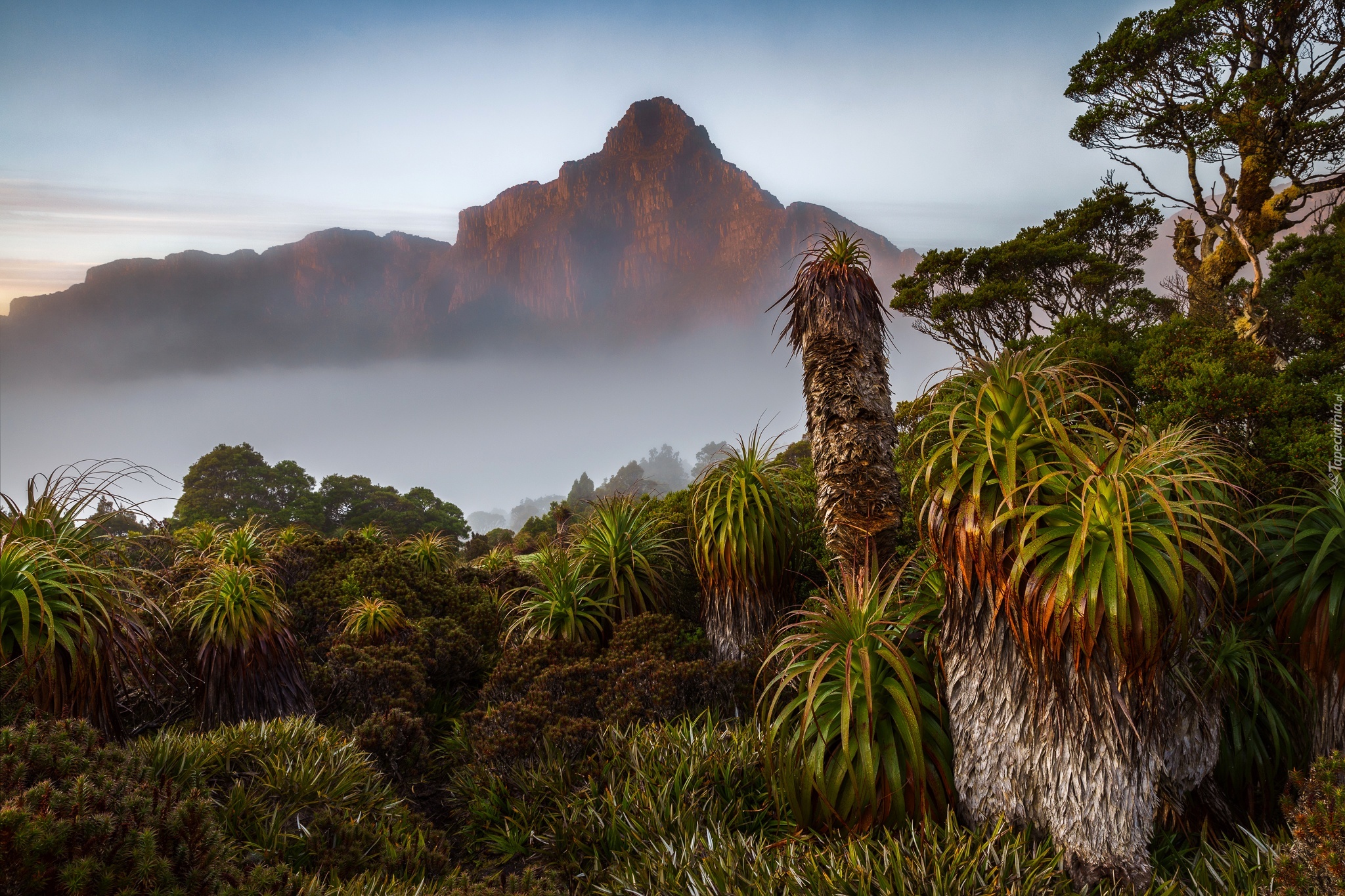Australia, Góry, Mgła, Egzotyczna, Roślinność