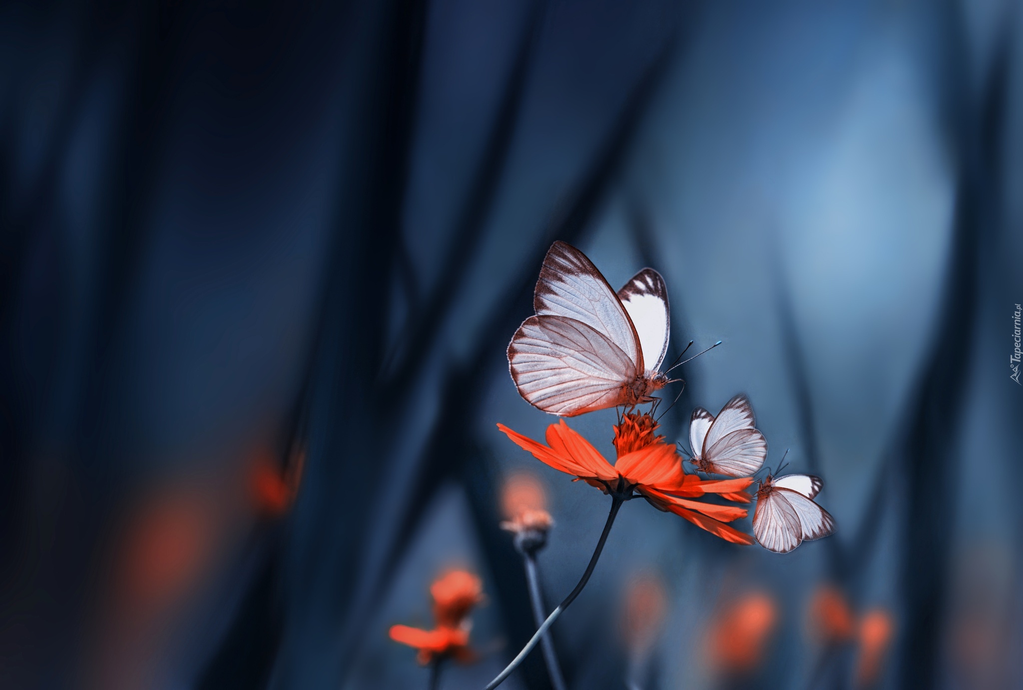 Czerwony< Kwiat, Motyle, Makro