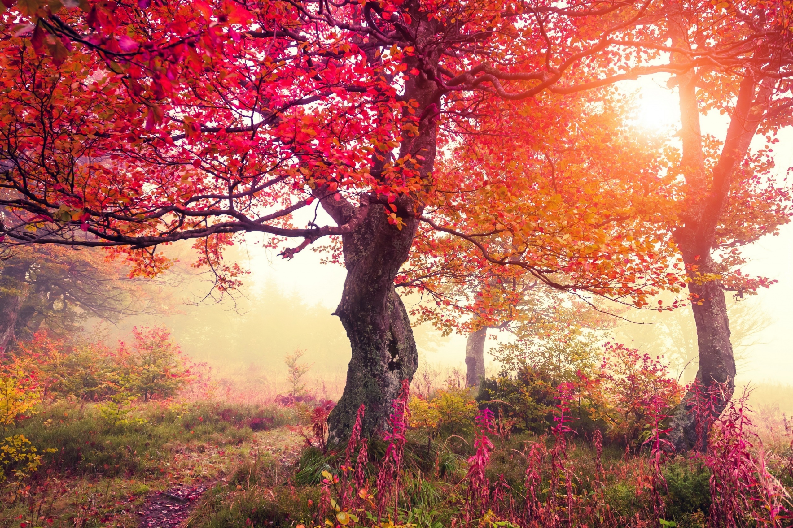Drzewa, Jesień, Mgła, Promienie, Słońca